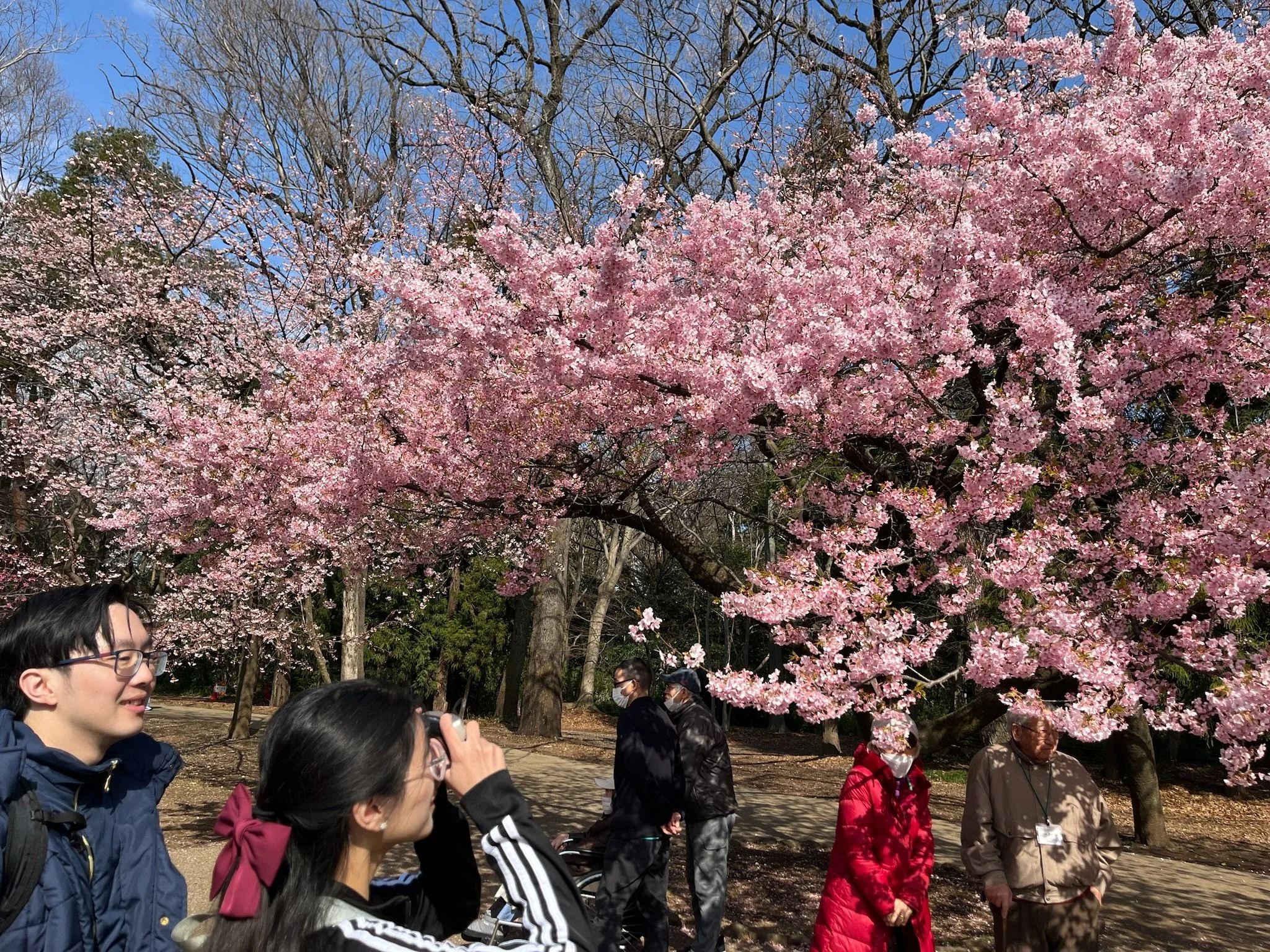 Photo of me taking a picture of a cherry blossom tree in Japan