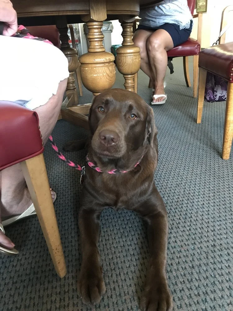 Meet Our Dogs — Roxy Therapy Dogs