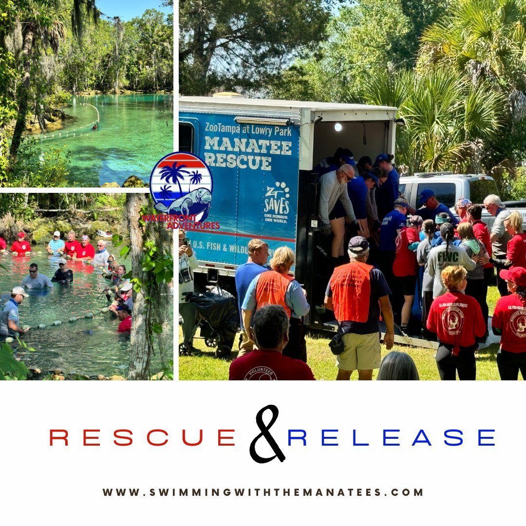 This morning was a very special morning! The Waterfront Adventures team assisted Lowry Park Zoo and FWC in not only rescuing an injured manatee (Pickle) but also releasing a healthy manatee (Toast) back into Three Sisters Springs! For us, it's not ju