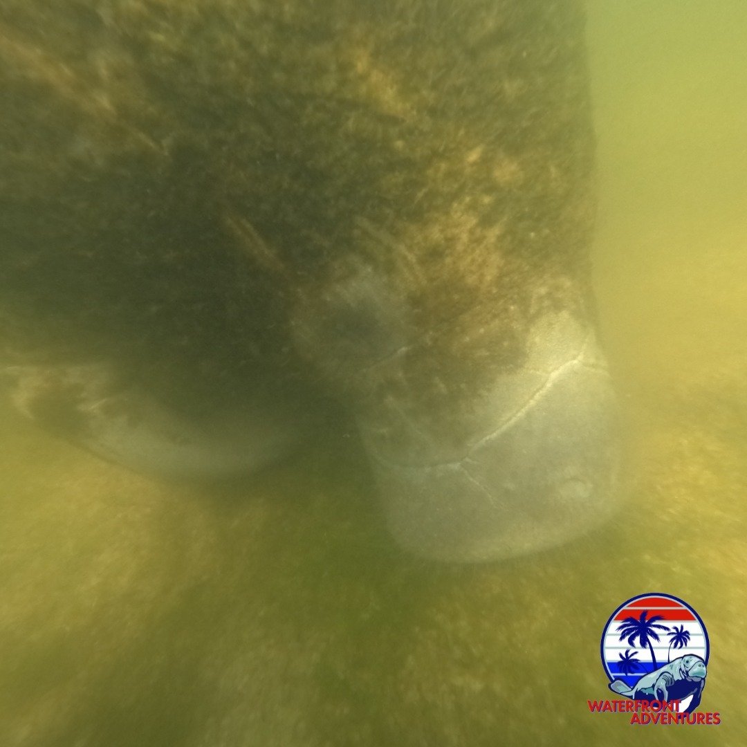 When visiting the Manatees in Kings Bay, there is a variety of factors that effect the water clarity, and it can also change on a daily basis. Just know that when booking a tour with us, our main goal is to get you up close and personal with the happ