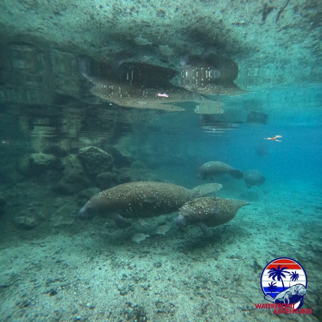 Kings Bay is a very unique destination for the Manatees on their migration pattern. Although some Manatees do call our wonderful area &quot;home&quot; year-round, a very tell-tale sign of a &quot;foreigner&quot; is the growth of barnacles and algae o
