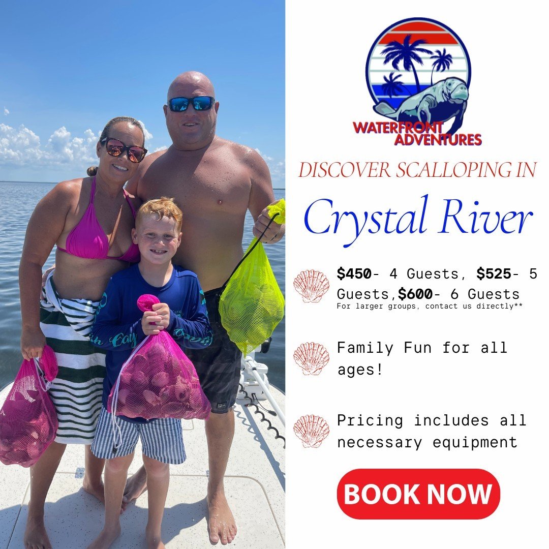 Delve into the beautiful waters and pristine grass flats of the Gulf of Mexico right here on the Nature Coast! Perfect for all ages, Scalloping can be both educational and fun! With the season opening July 1st, the water is warm and inviting and we c