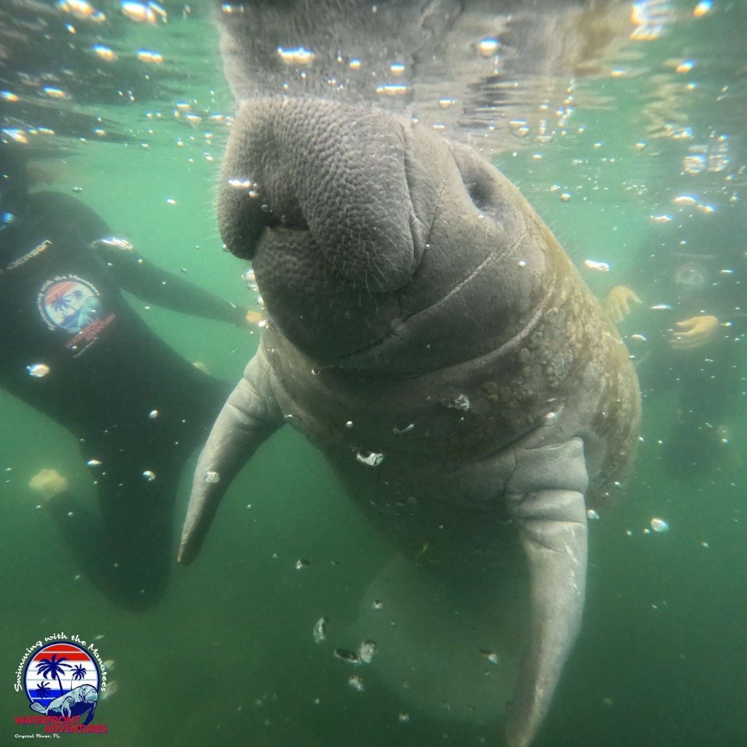 &quot;Make sure you get my good side&quot; 😎 

www.swimmingwiththemanatees.com
(352) 651-5004

 #ManateeEncounters #FloridaWildlifeTours #SwimWithManatees #CrystalRiverAdventure #FloridaEcoTourism #NatureConnection #WildlifeExperiences #CrystalClear