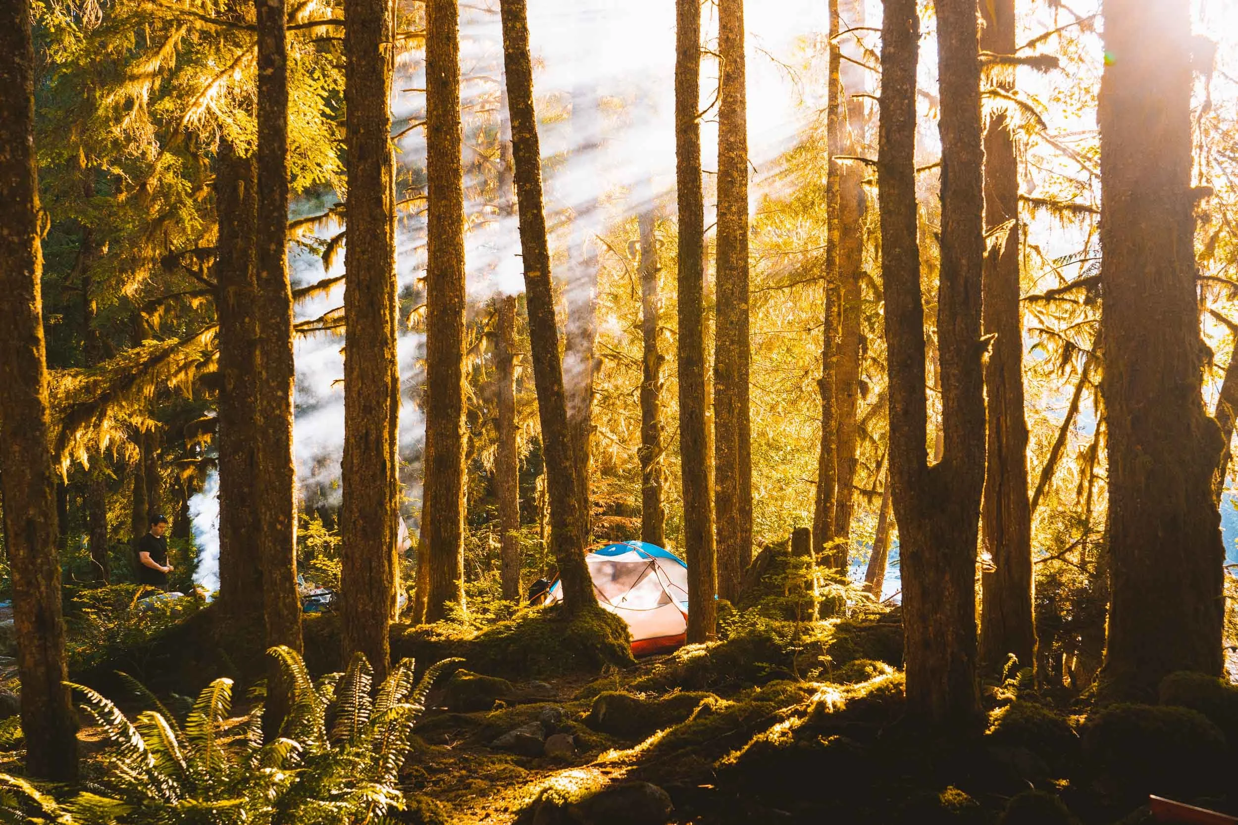 Sun Rays Through Trees Campsite Squamish.jpg