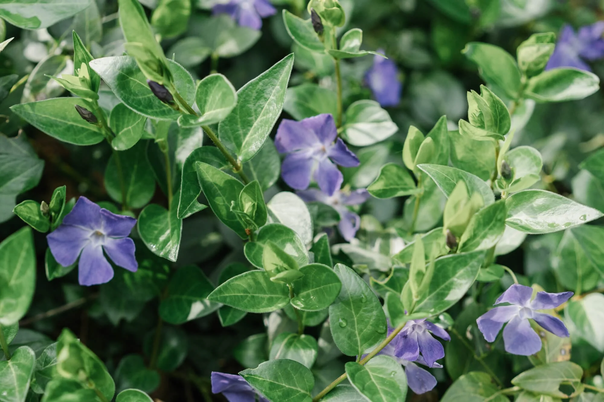 blue wild flowers