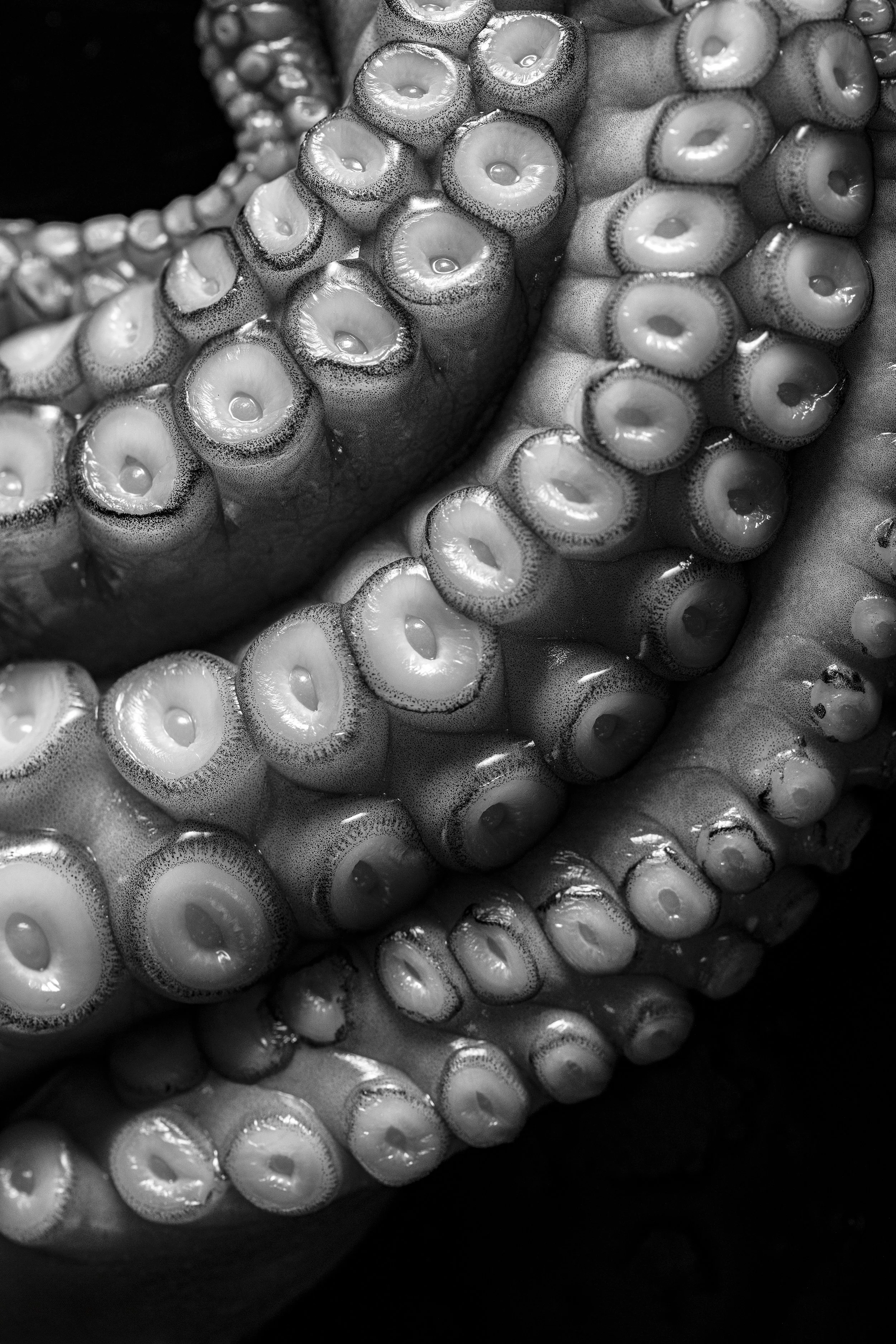 Poulpe_DSC0811-finale copie.jpg