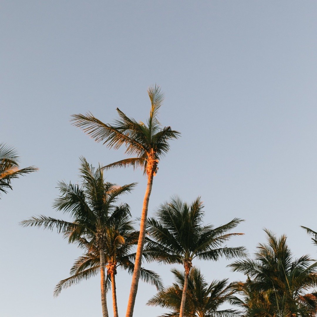 Palm trees + Blue skies = Better days 🌴🌞

#thekeeper #nz #swimwear #resortwear