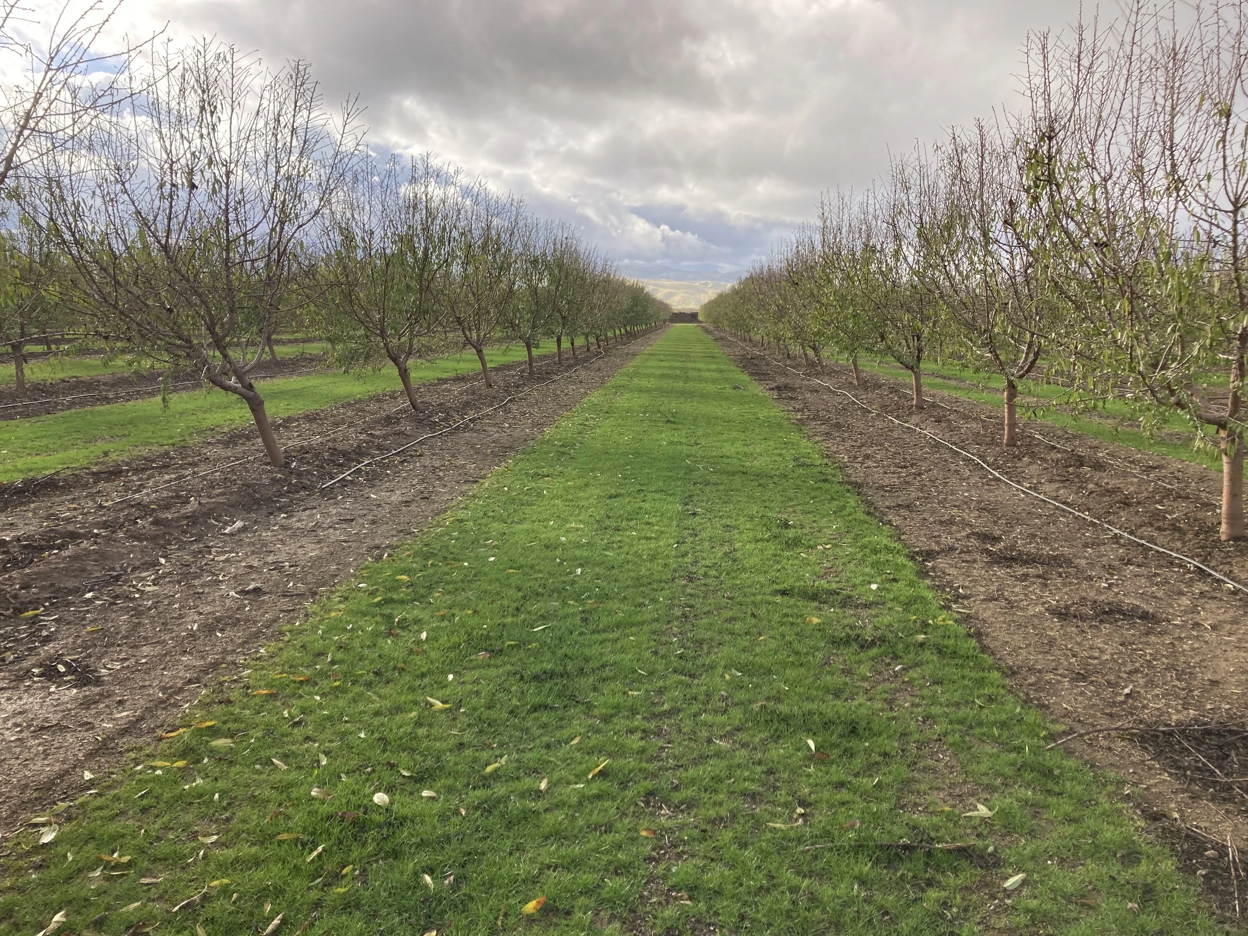Building Healthy Soils and Balance Sheets with the California Soil Restoration Project