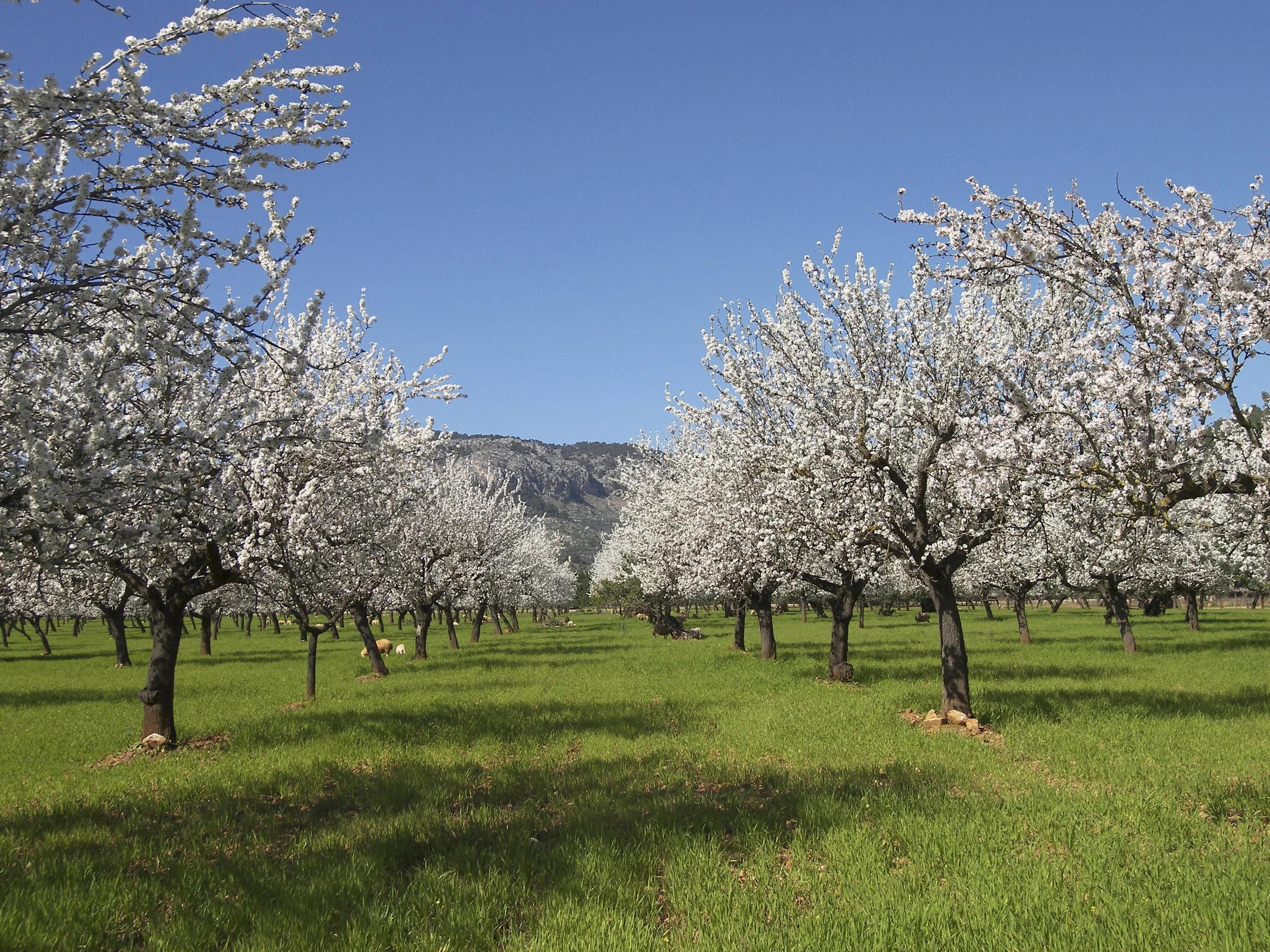 Why Spring Is the Best Time to Plan for Fall Cover Crops