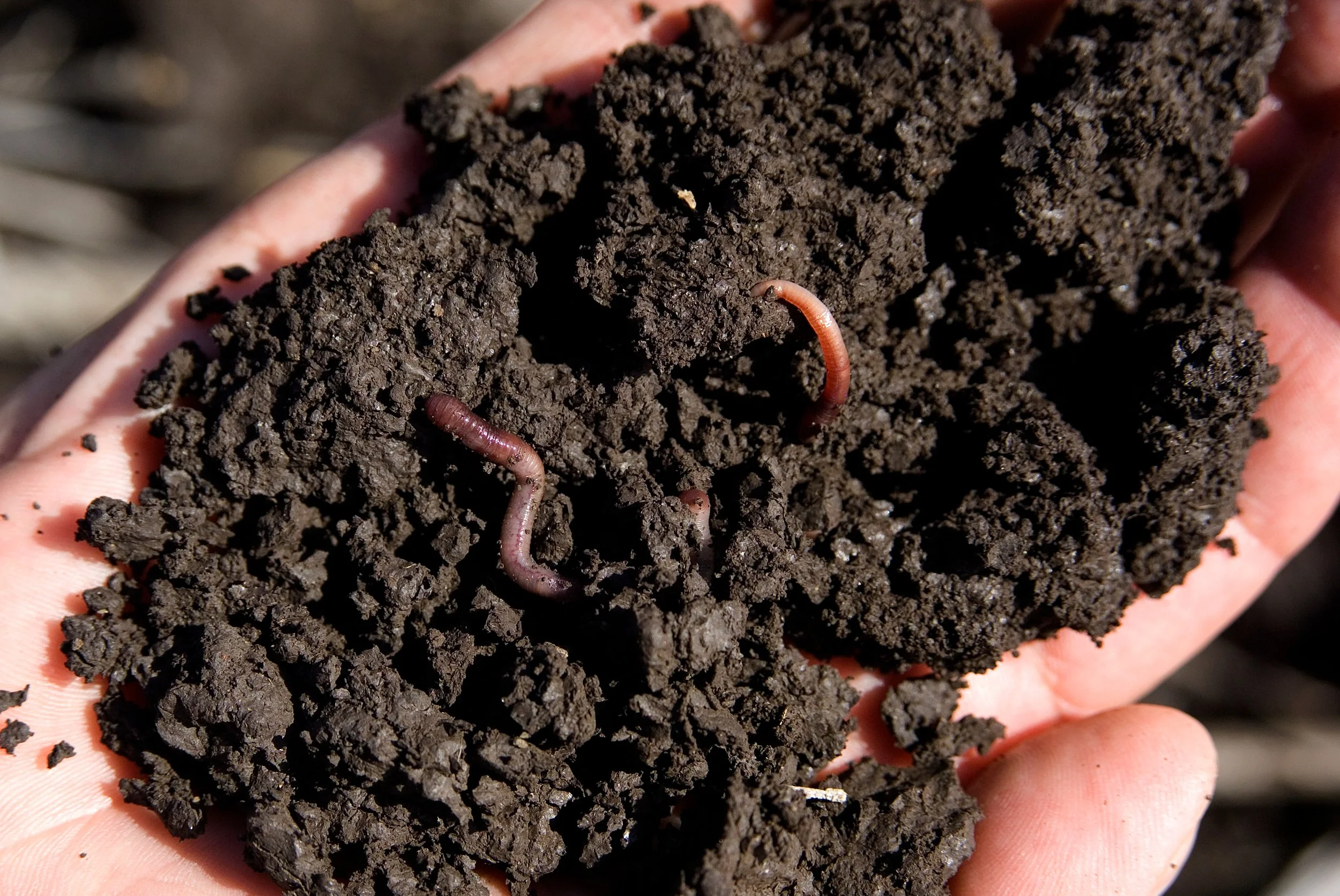 What Earthworms Can Tell You About Your Soil: A Simple Shovel Test