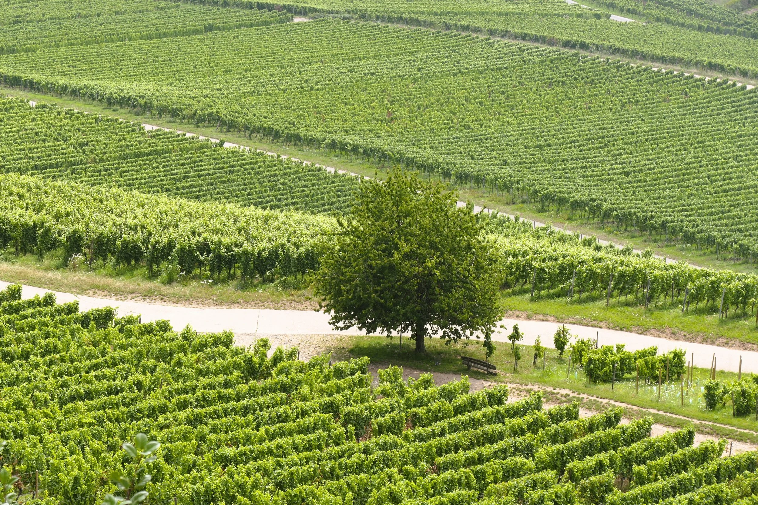 How NCRS Practice 327 builds soil health in your orchard or vineyard