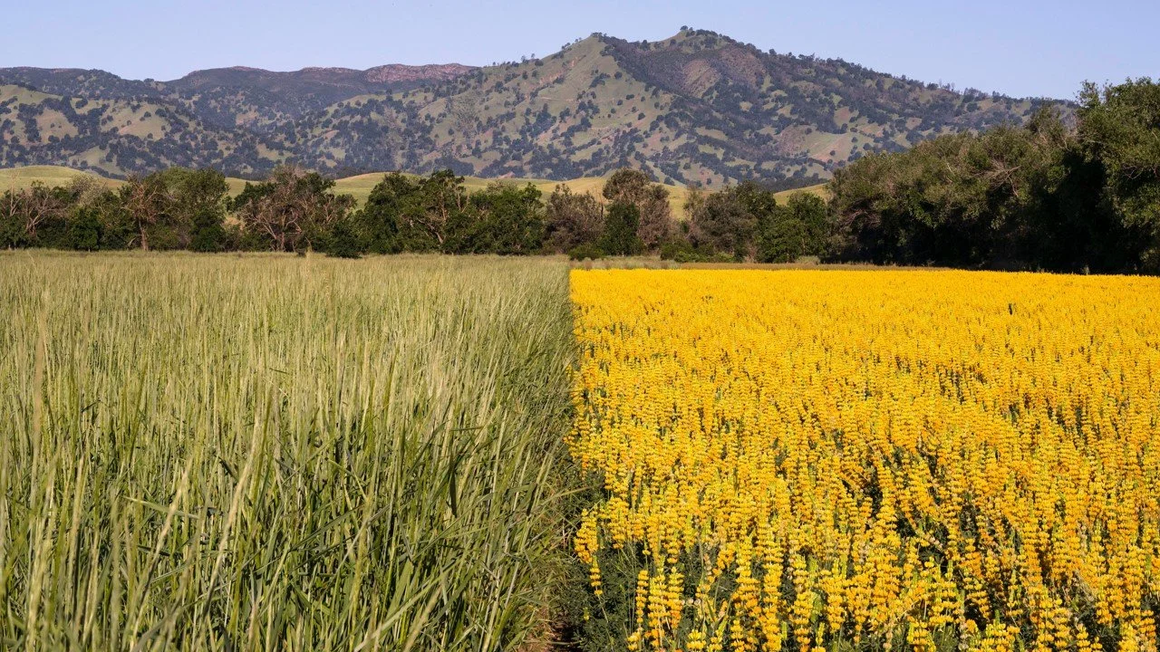 Growing Cover with Pacific Coast Seed