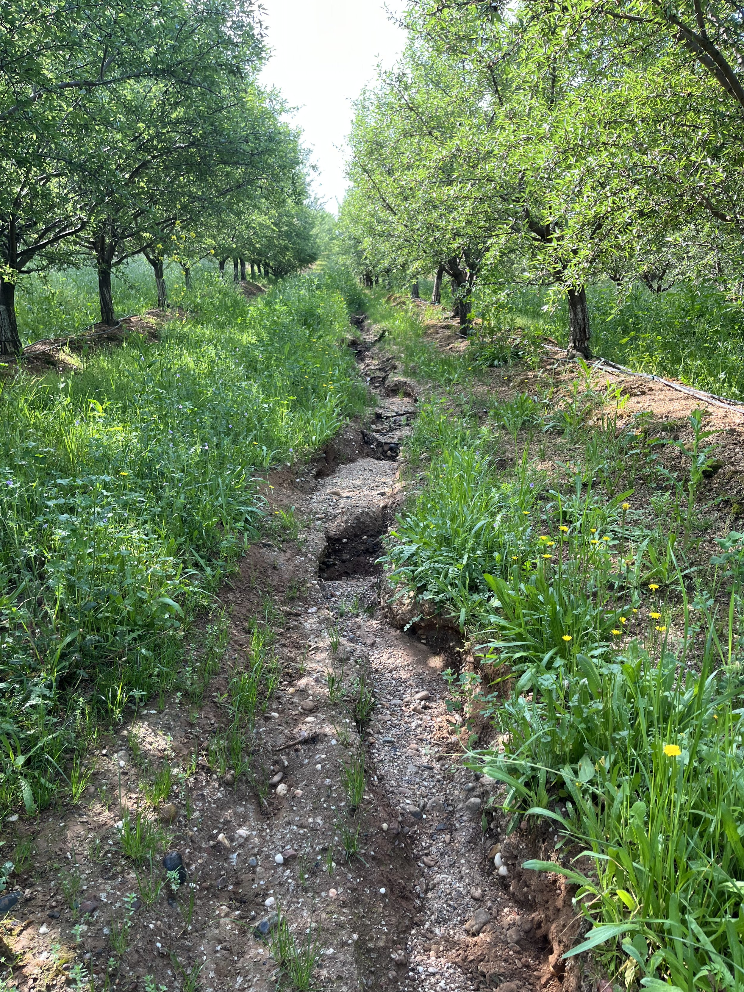 Hold Your Ground: How Perennial Cover Crops Control Erosion In Orchards And Vineyards