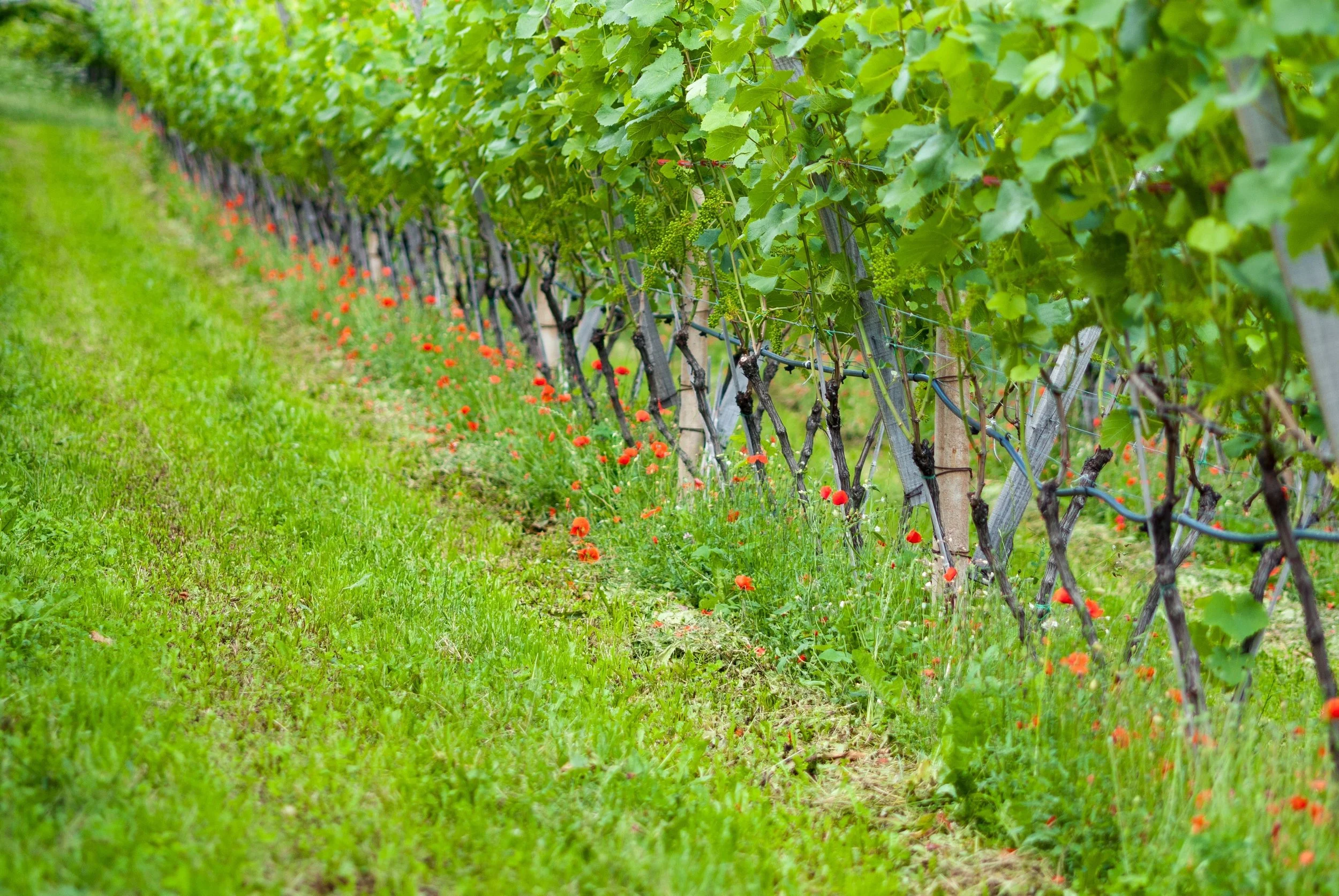 Growing Cover with Green Cover Seed: Building a Permanent Stand That Pays Off