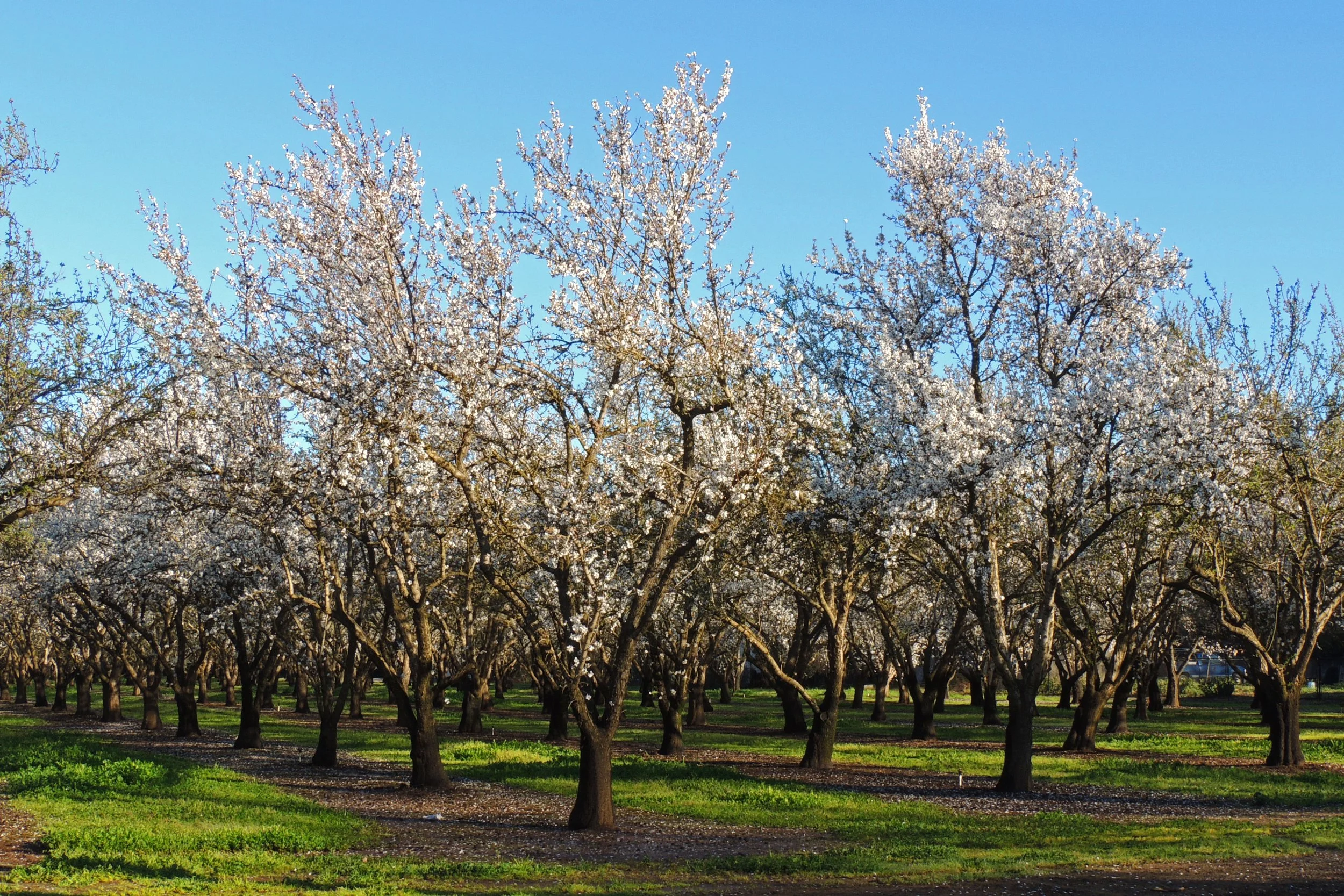 Growing Cover with Great Basin Seed: Building a Mix That Suits Your Soil