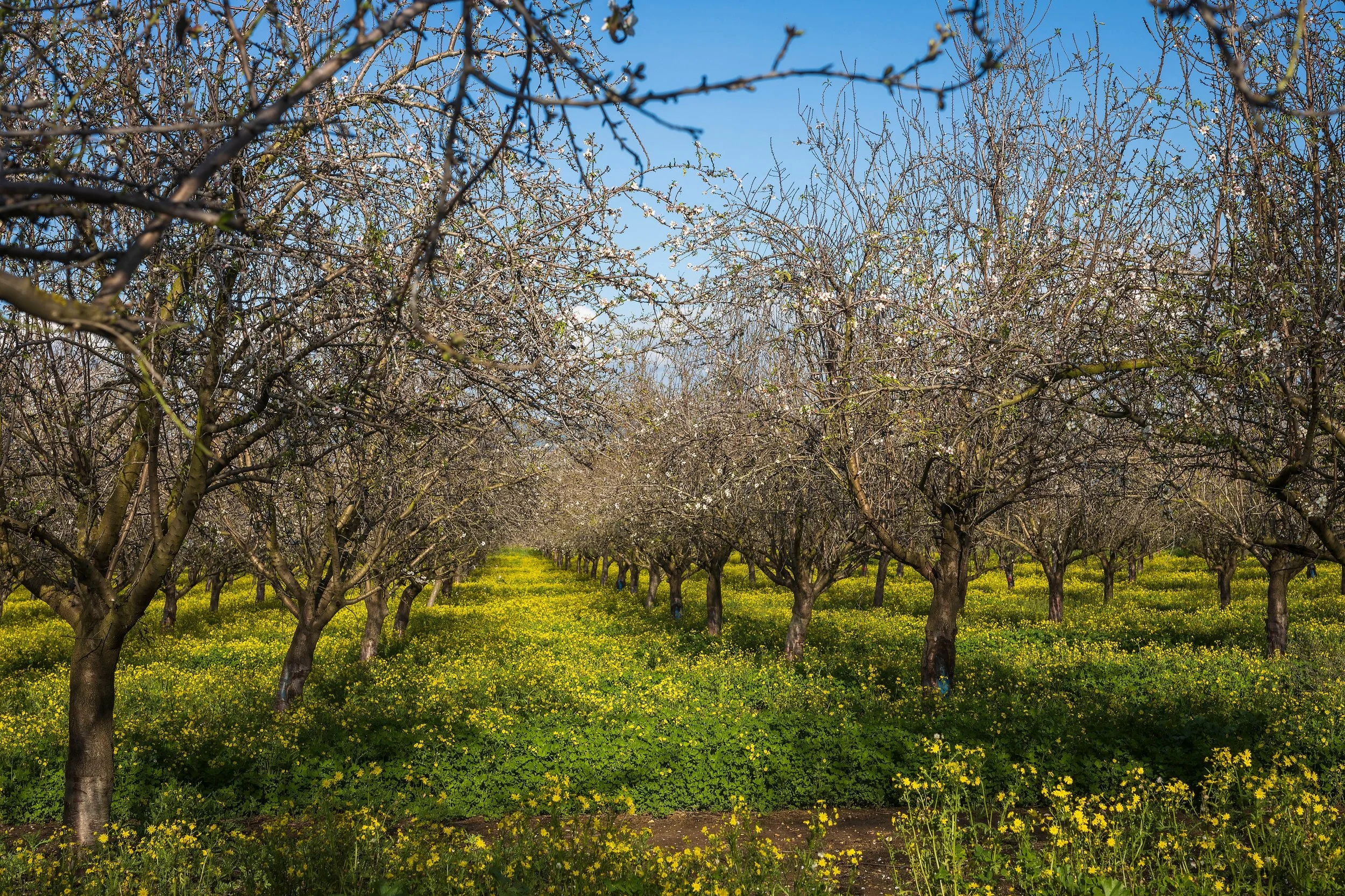Connect with Oakville Bluegrass Cooperative