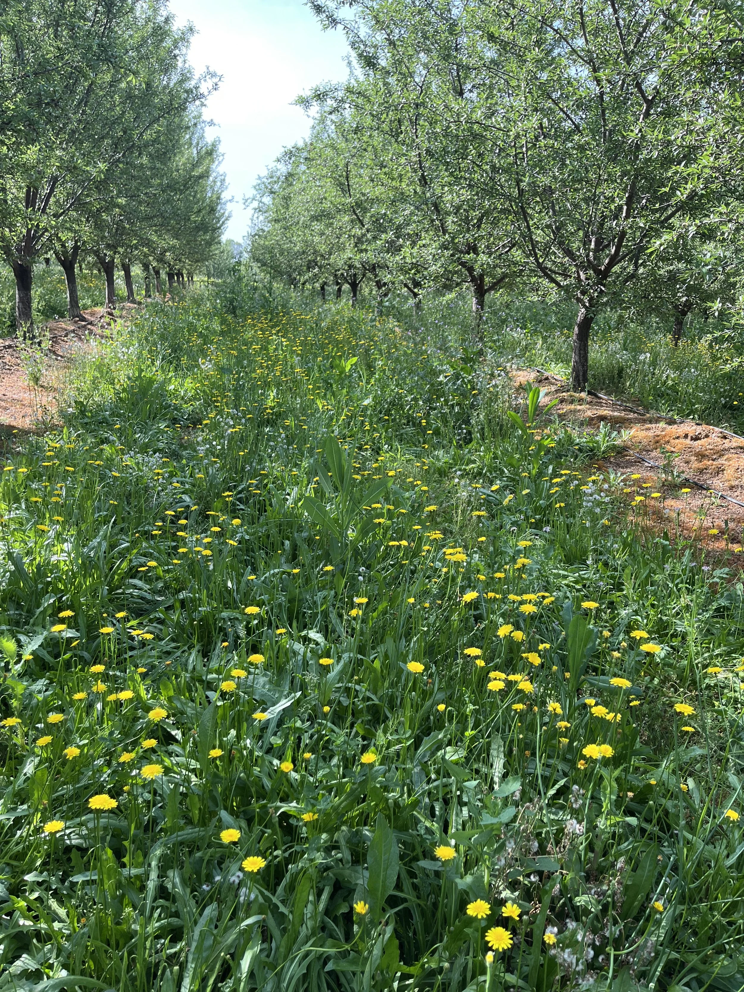Growing Cover with Millborn Seeds: Choosing a Cover That Fits Your Goals
