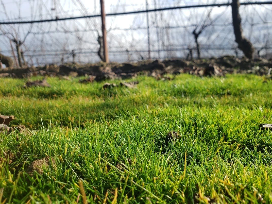Unexpected consequences in the vineyard, worthy of celebration.&nbsp;