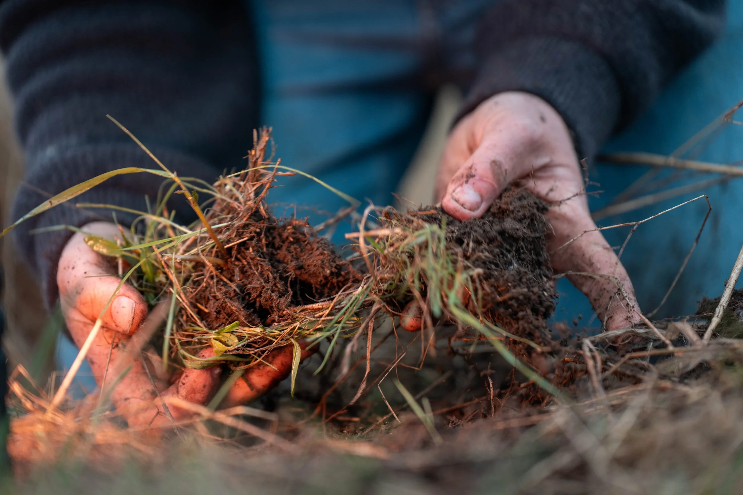 Carbon Feeds the Soil