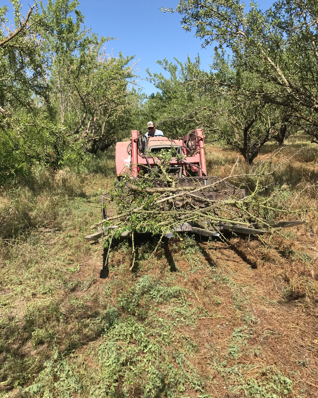 Biochar in orchards: an early read