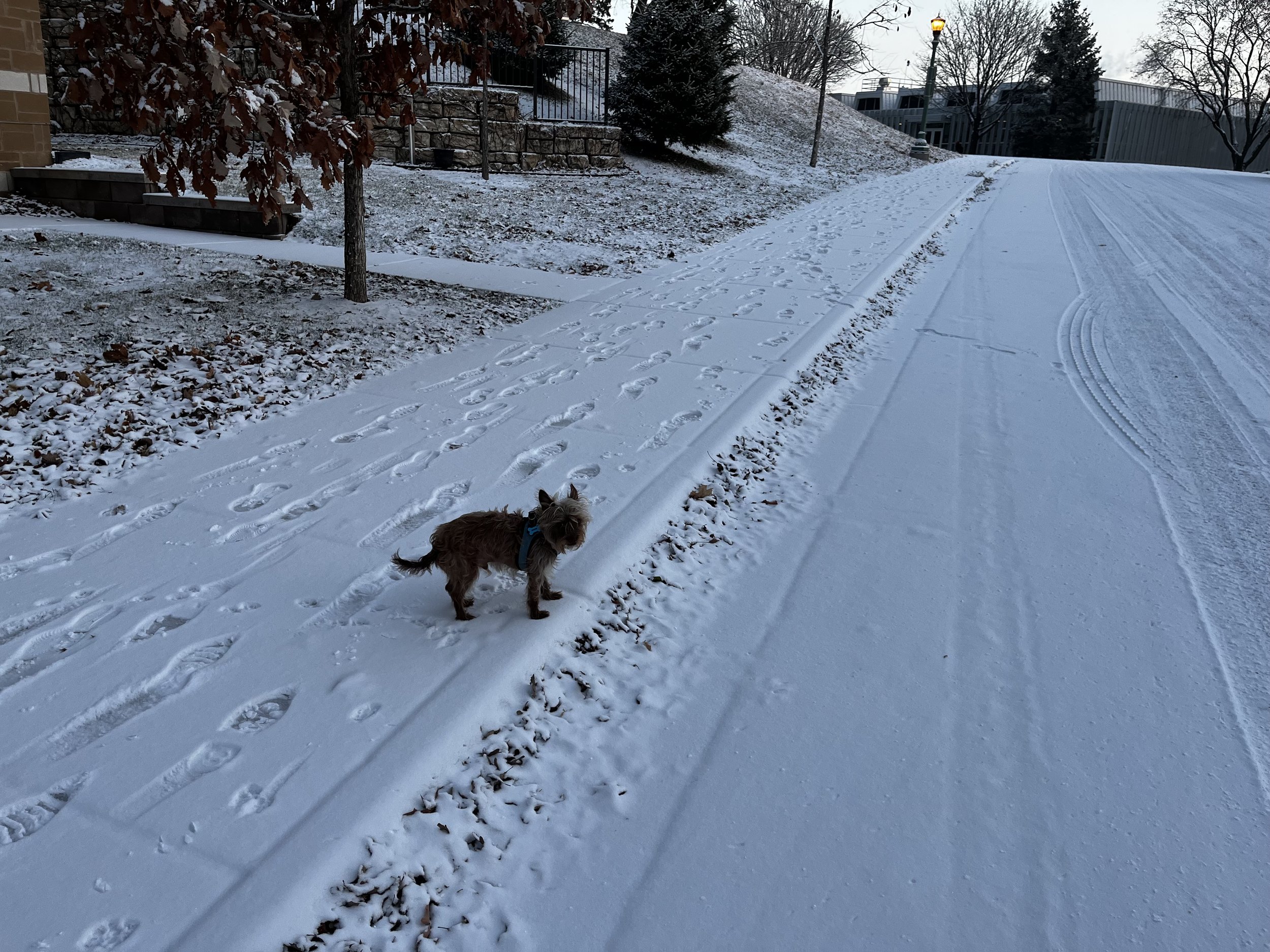 Dougie seeing snow for the first time