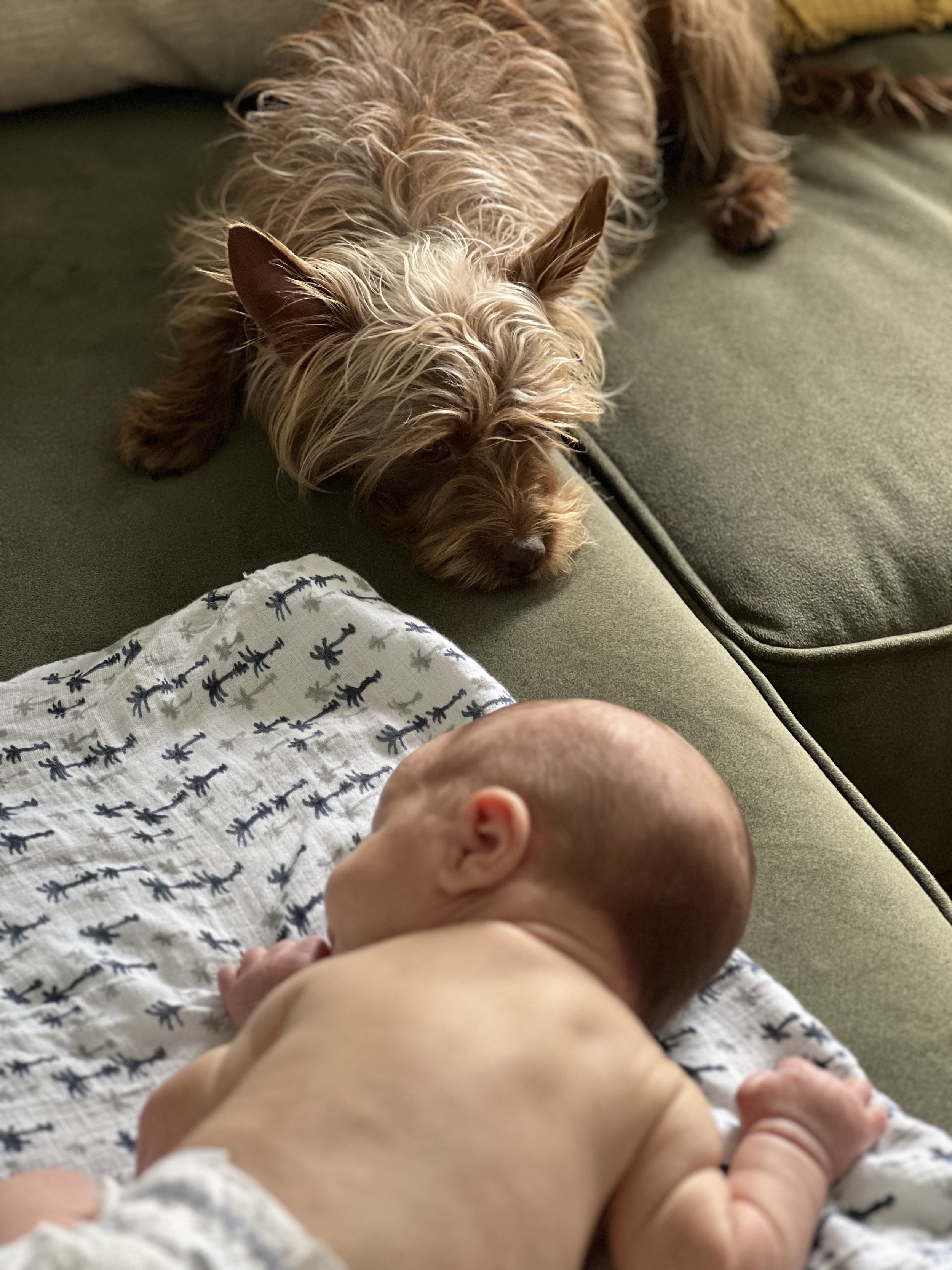 From the moment Altai came home, Doug was curious and protective, and you don't want to mess with that furry guy.