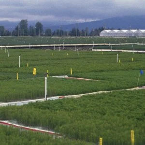 Styroblock Containers — BP Grower - Beaver Thermal Solutions