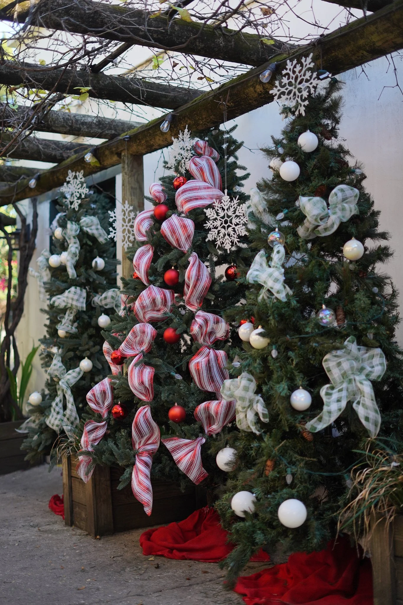 Christmas trees sit aligned at the entrance to the Colonial Spanish Quarter. (Miller, St. Augustine. November 13, 2025)