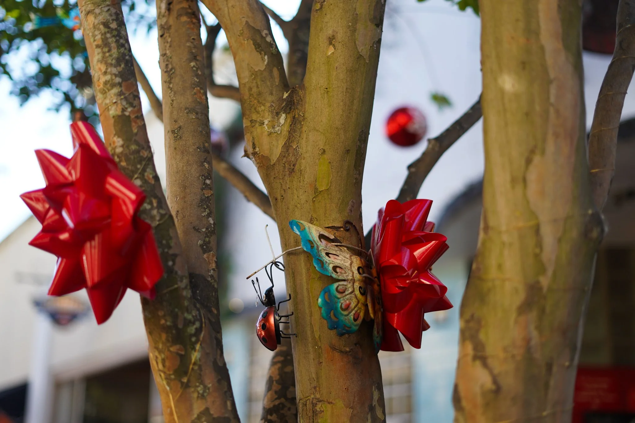 Not even the trunks are left out of the fun! (Miller, St. Augustine. November 13, 2025)