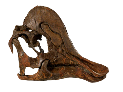 Hadrosaur dinosaur.png