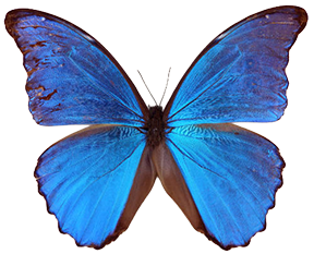 Giant Blue Morpho.png