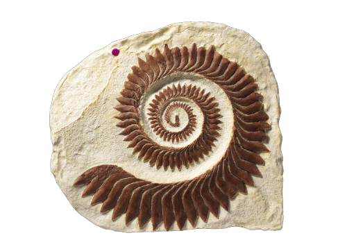 shark tooth whorl.png