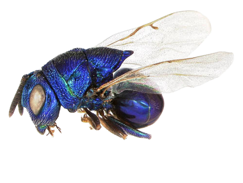 Euperilampus triangularis.png