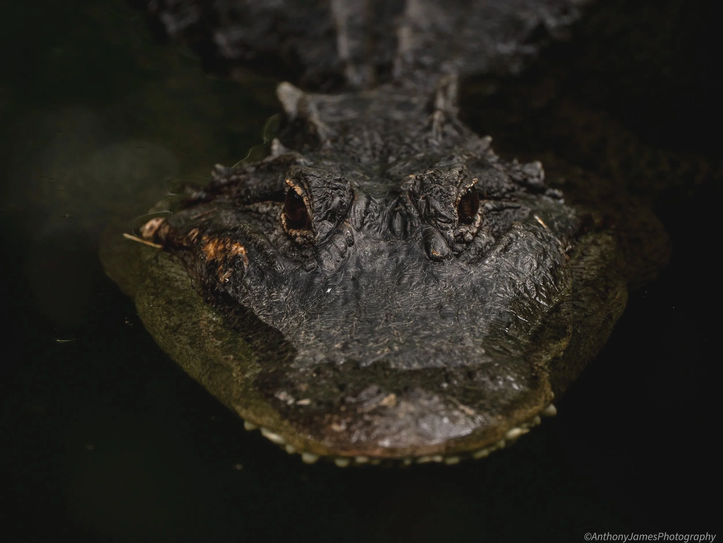 American Alligator