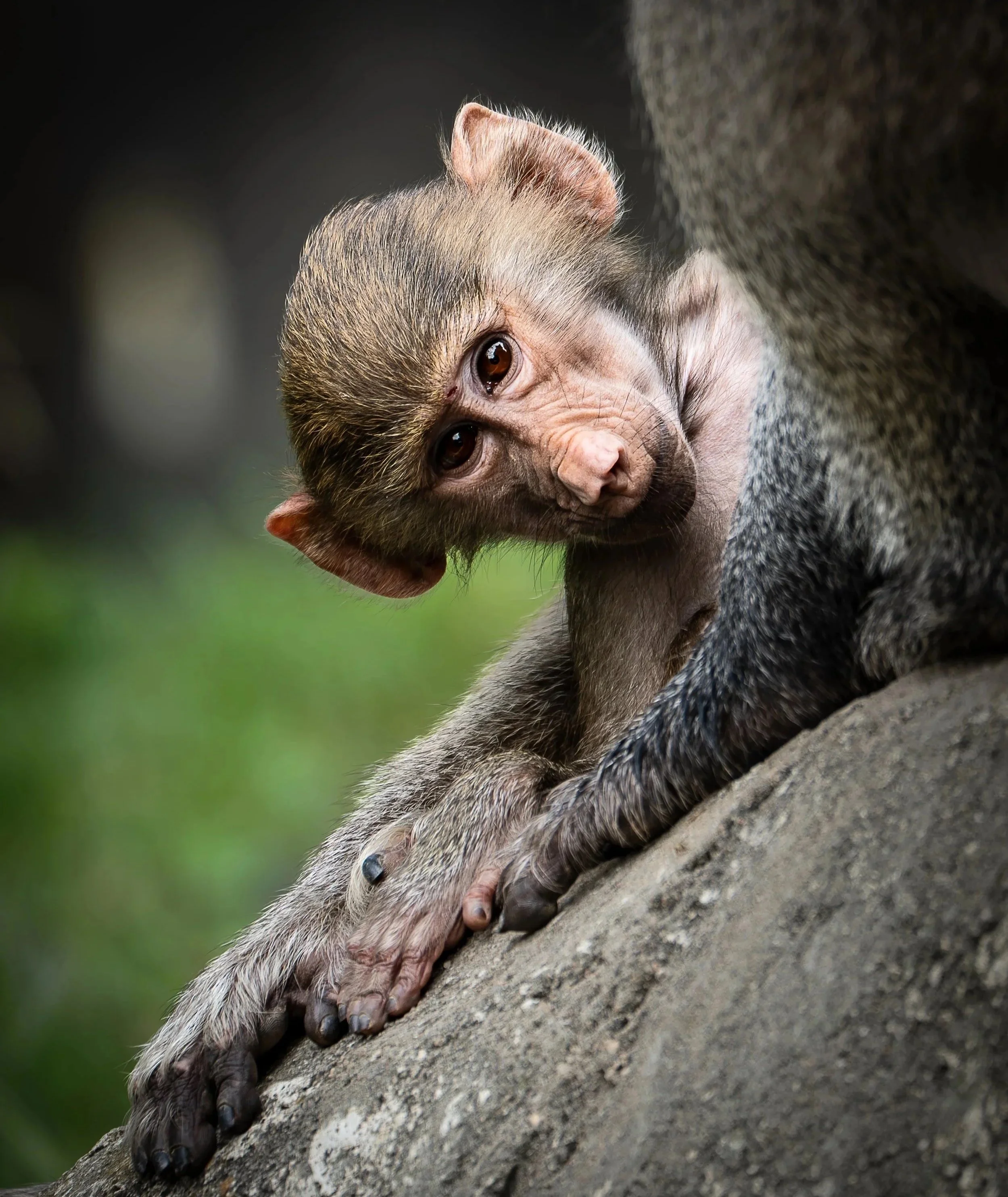 Baboon%2BBaby%252C%2B%2BNC%2BZoo.jpg