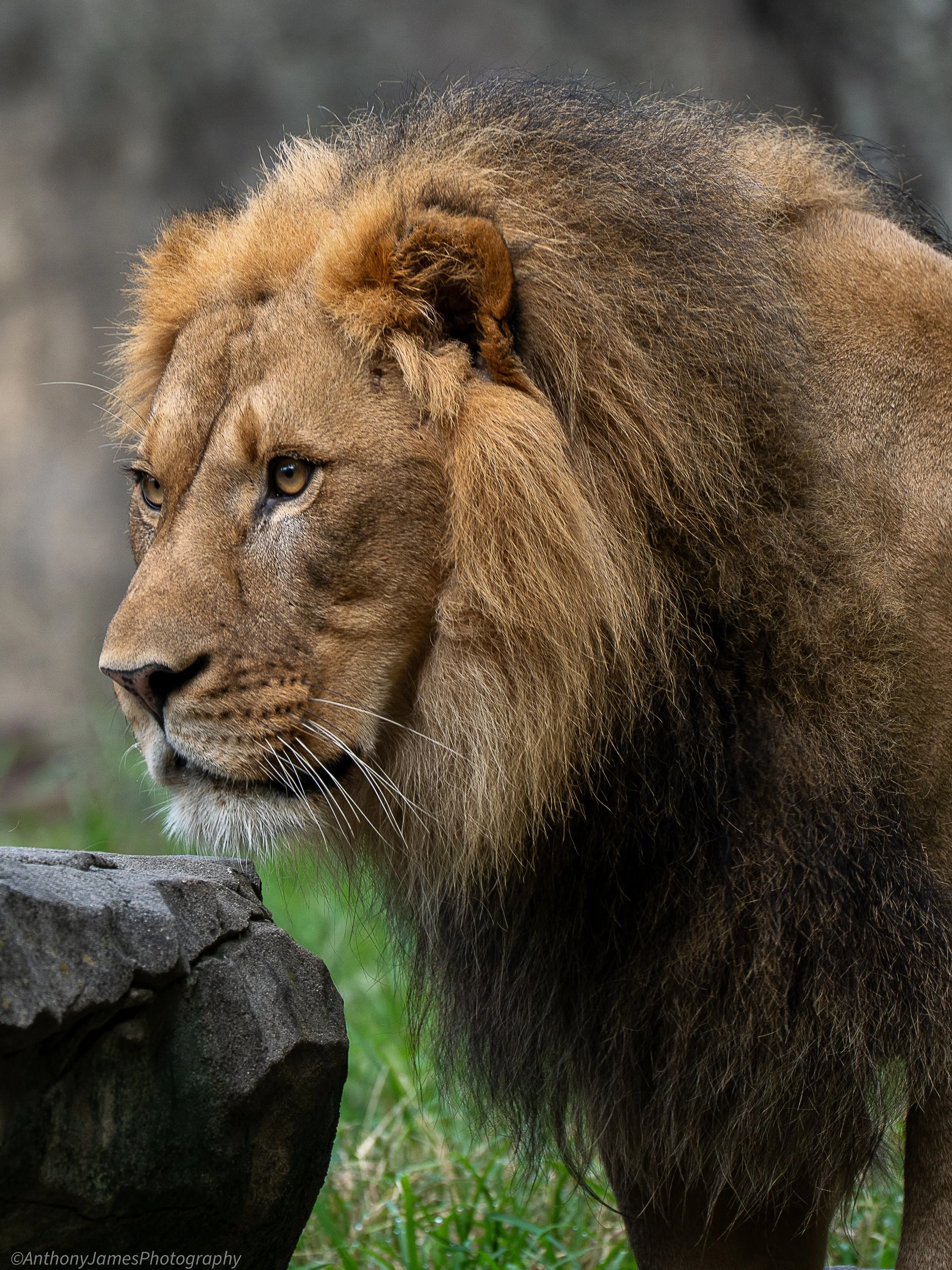 African Lion