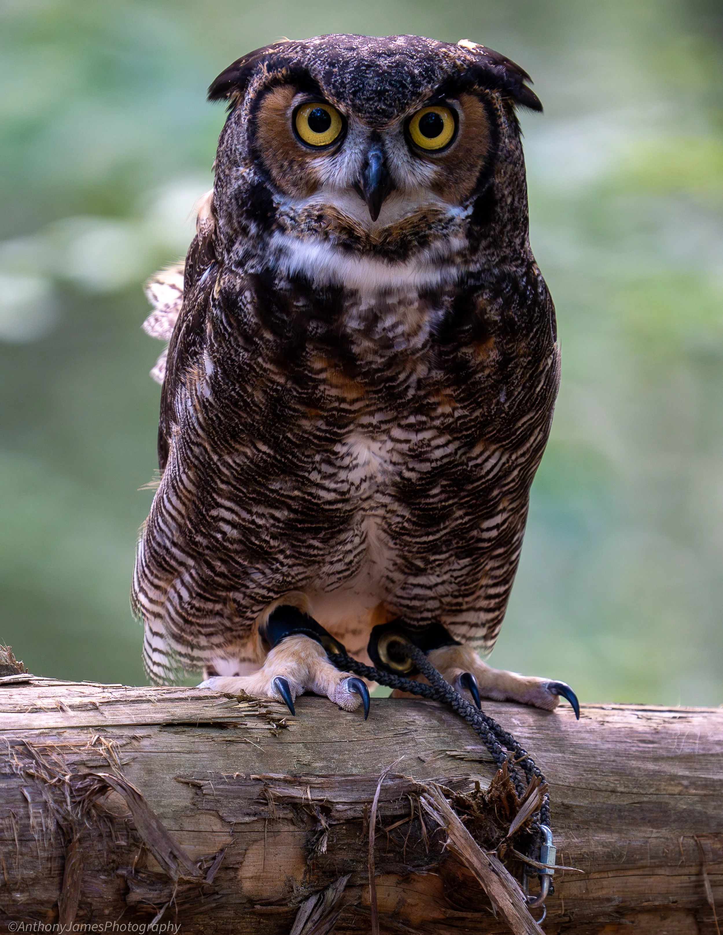 CRC - Great Horned Owl.jpg