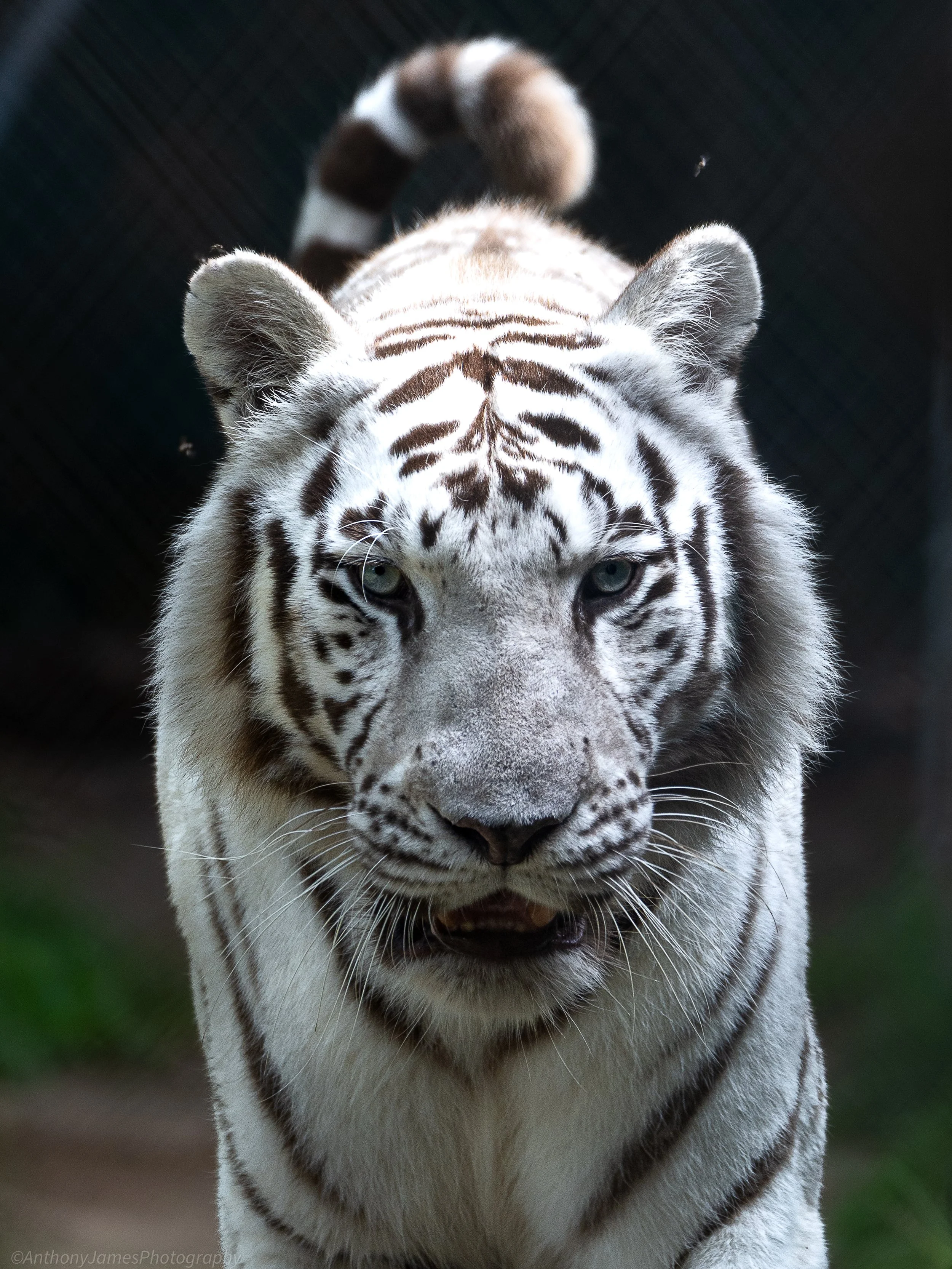 White Tiger, Tiger World