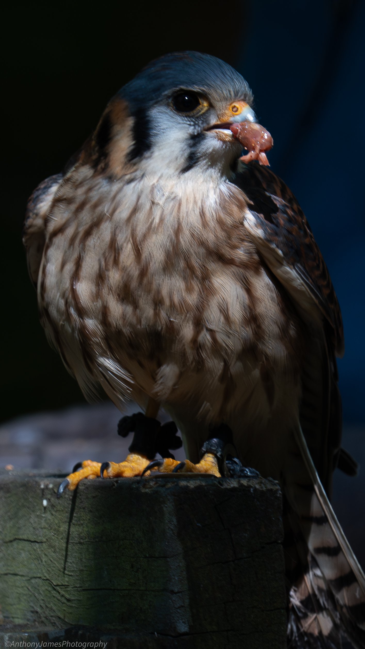 CRC - Falcon 2.jpg