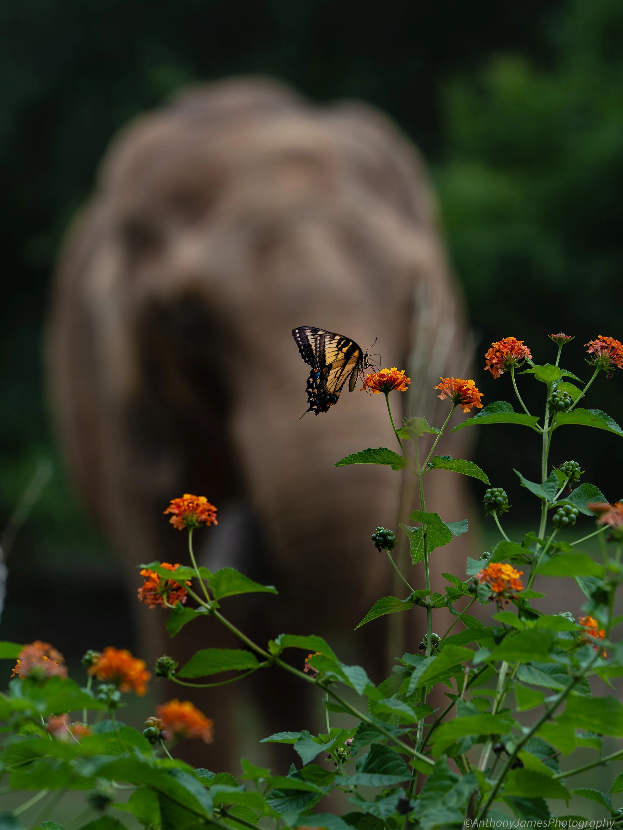 Butterfly Depth of Field.jpg