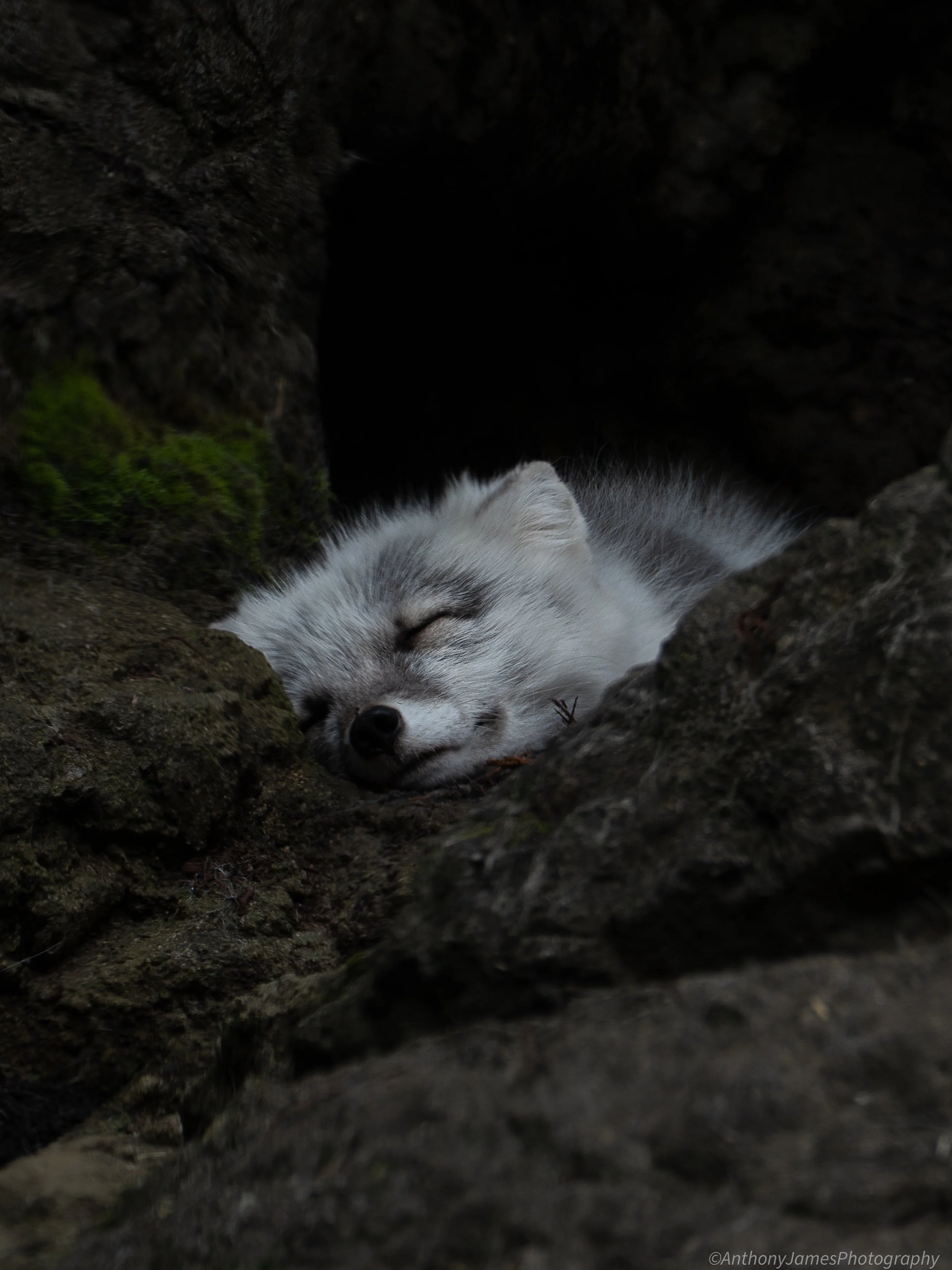 Arctic Fox