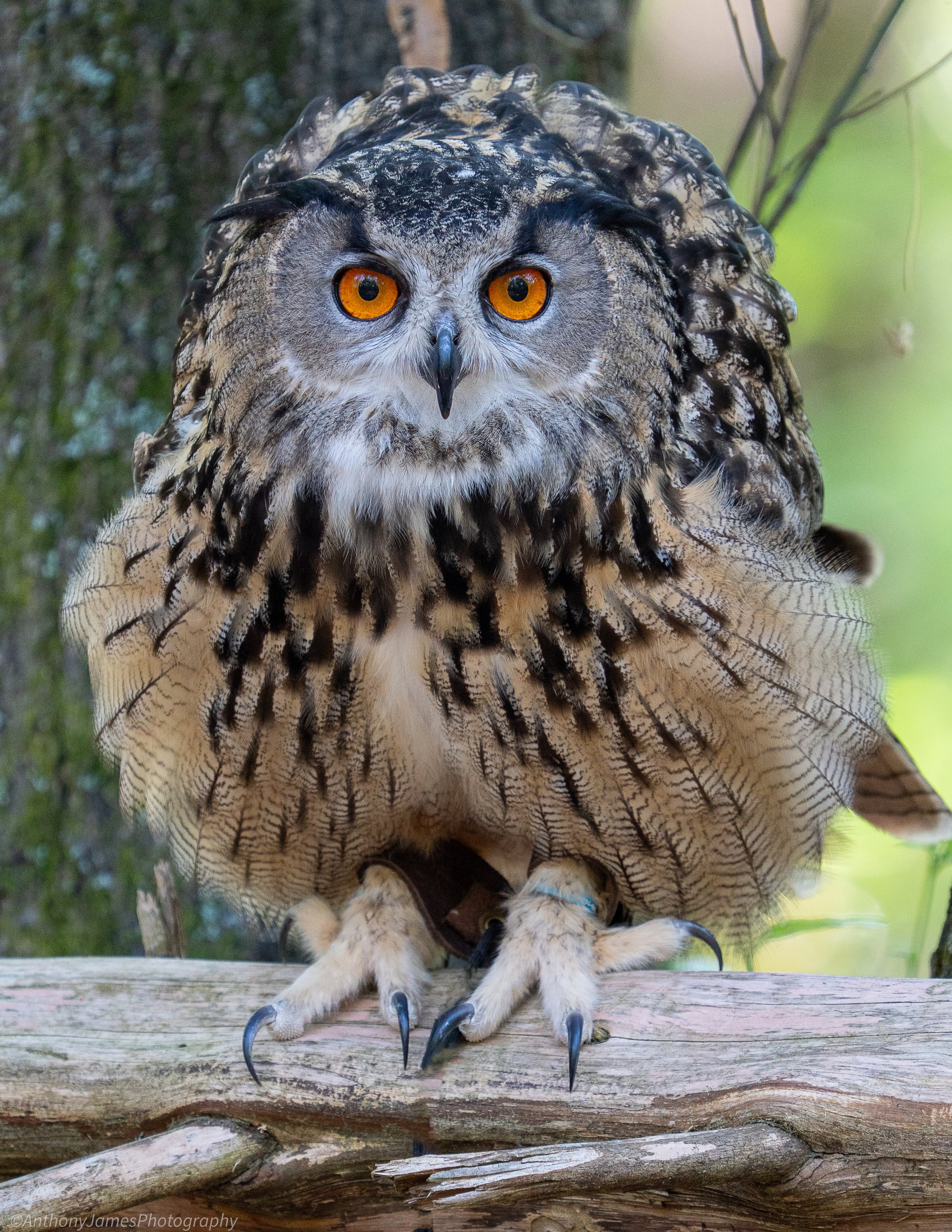 CRC - Eurasian Eagle Owl.jpg