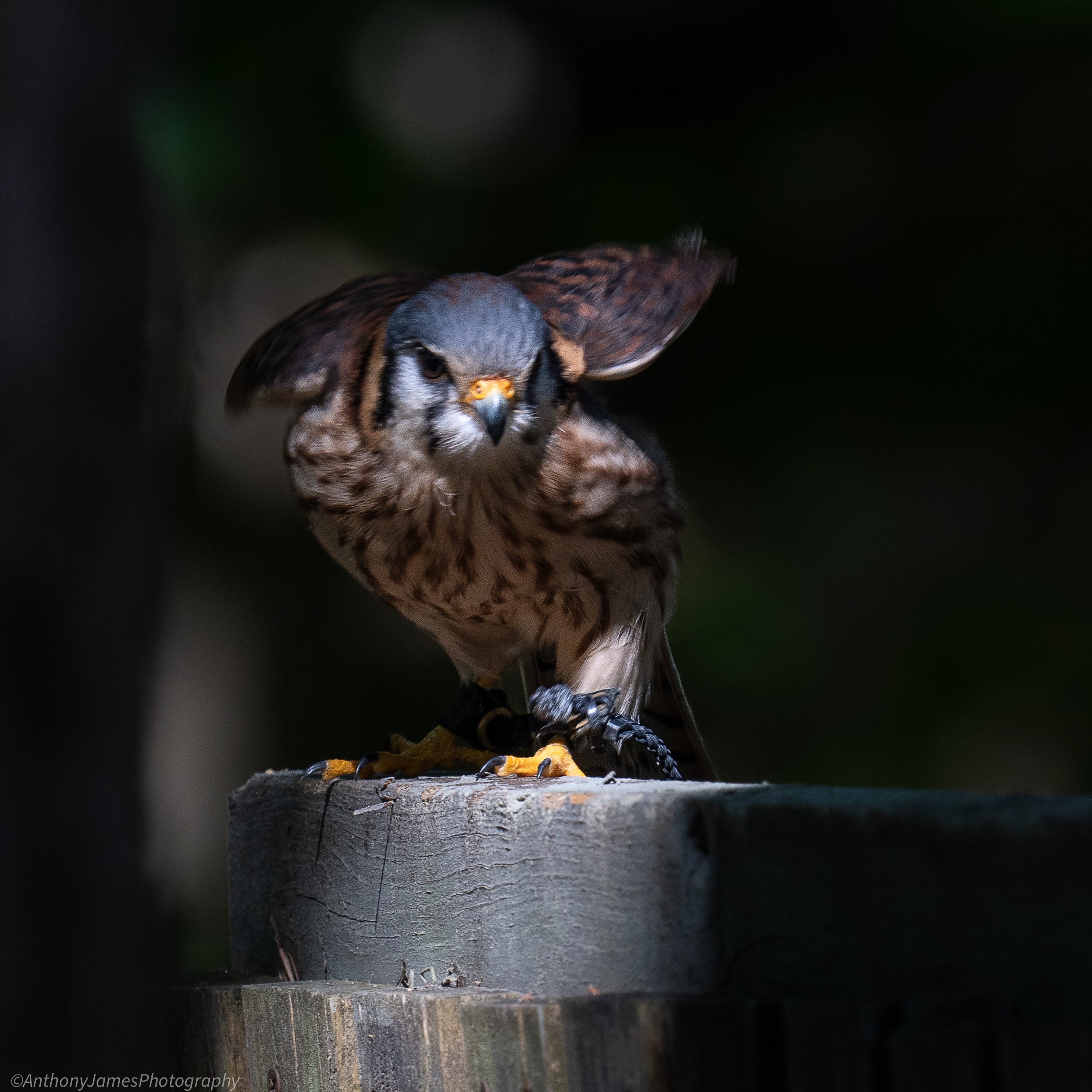 CRC - Falcon.jpg