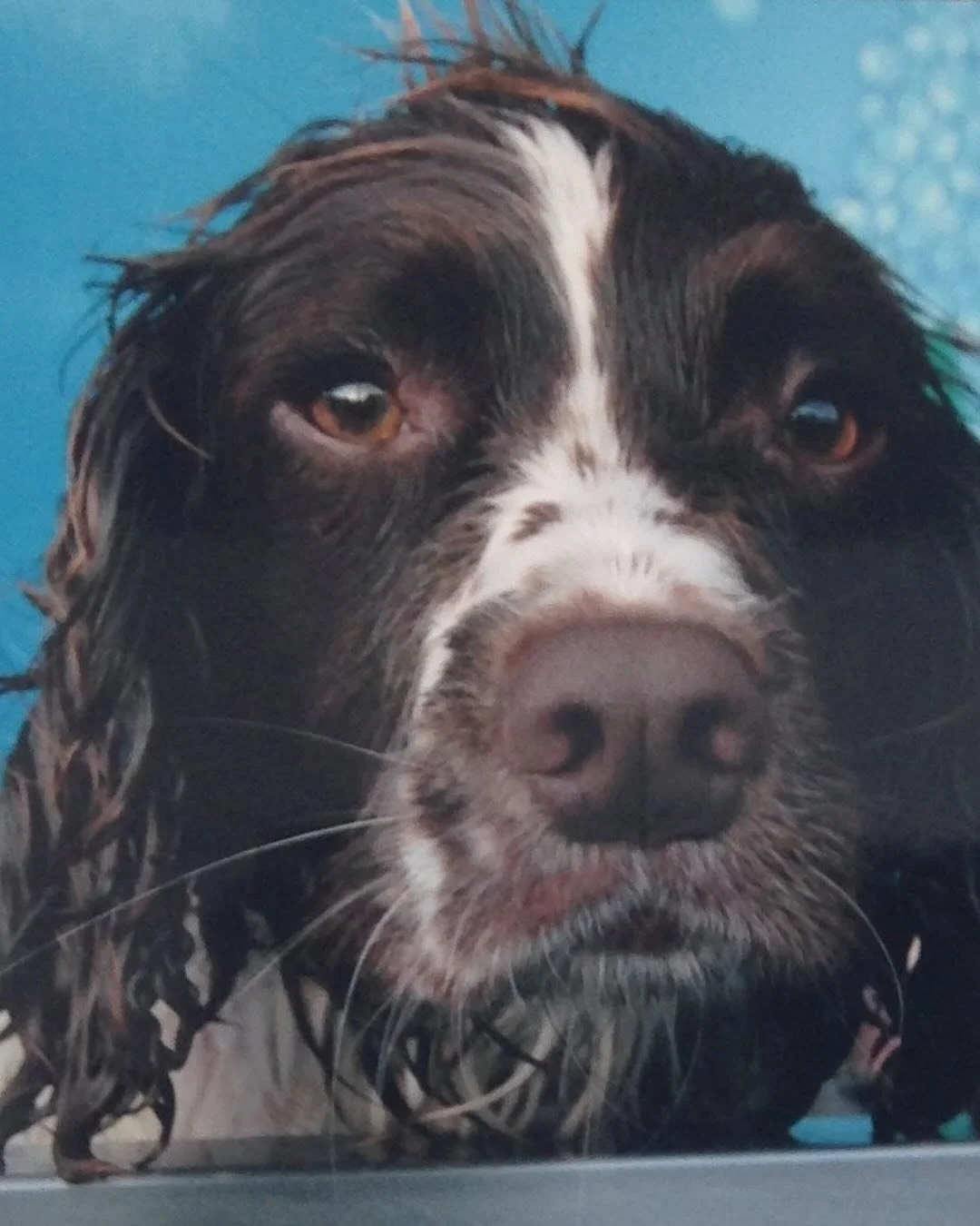 Meet Milo &mdash; in her younger days.❤️❤️❤️

In &lsquo;Dog Days&rsquo; I write about what happened when an off-duty police dog zigzagged into our home and found her sleeping.

*Content Warning - my essay involves references to animal harm. 

See lin