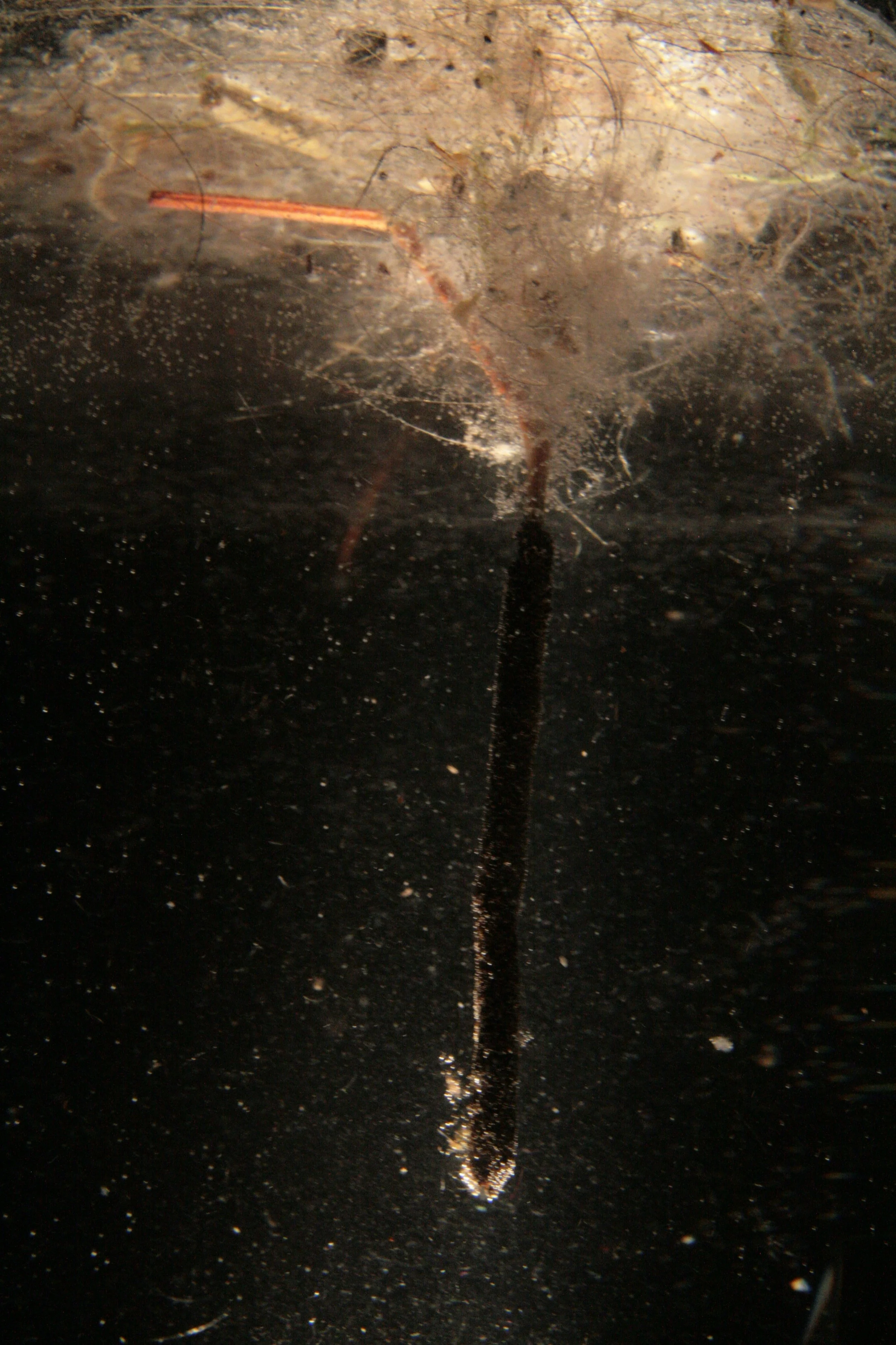 House dust suspended in water — pale fibres, a single orange thread, and a nail trailing downward through the black.