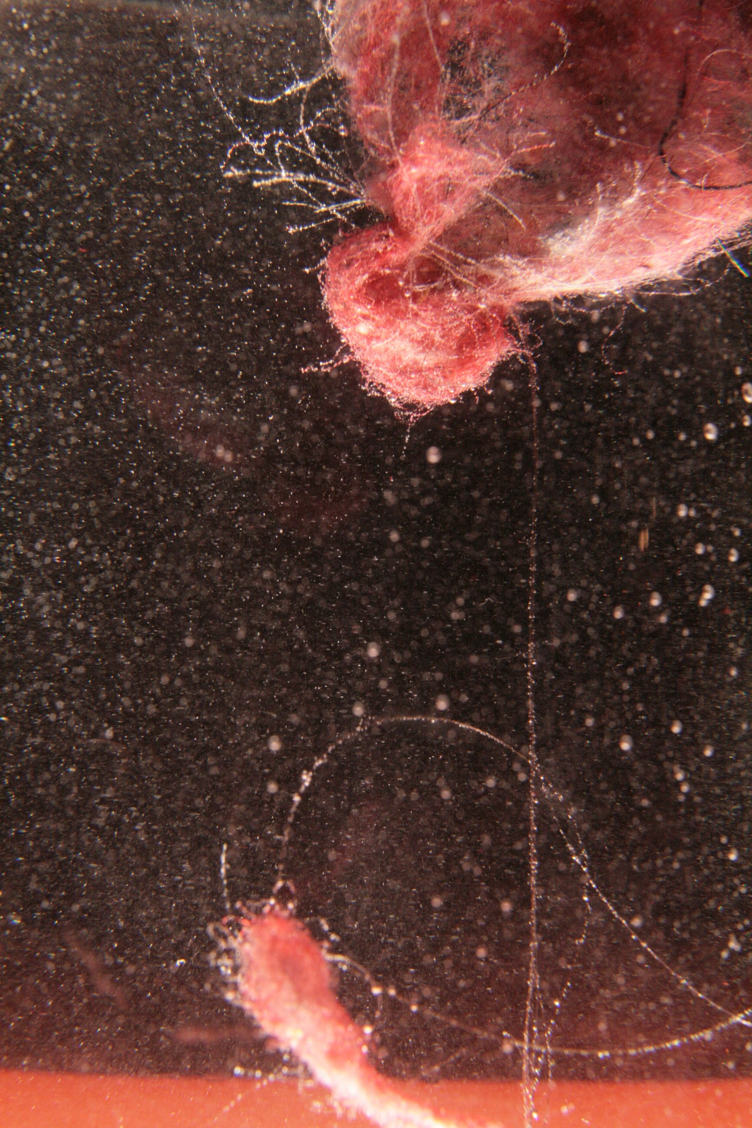 Untitled (Dust). [Photograph]. 000 × 000 mm. 2016.