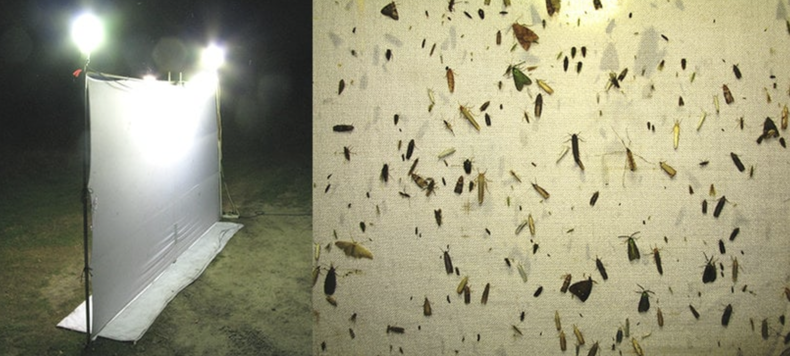 Mothing Night Light