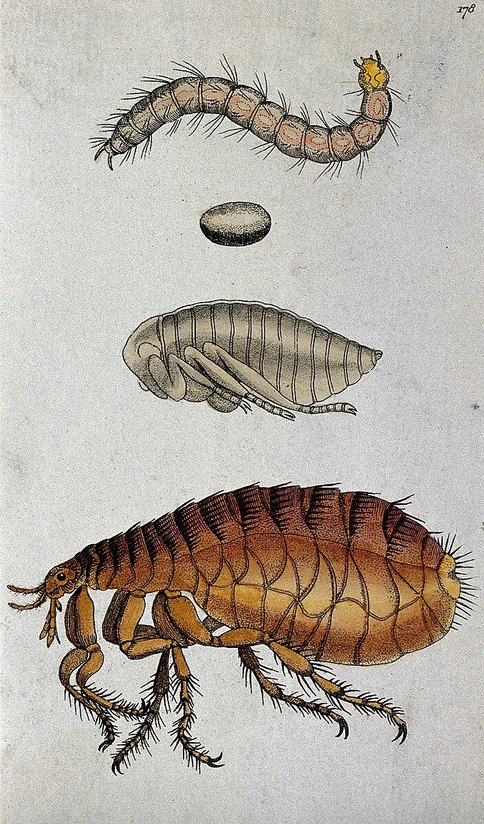 How to Keep Fleas Out of Your Yard — Your Bug Club
