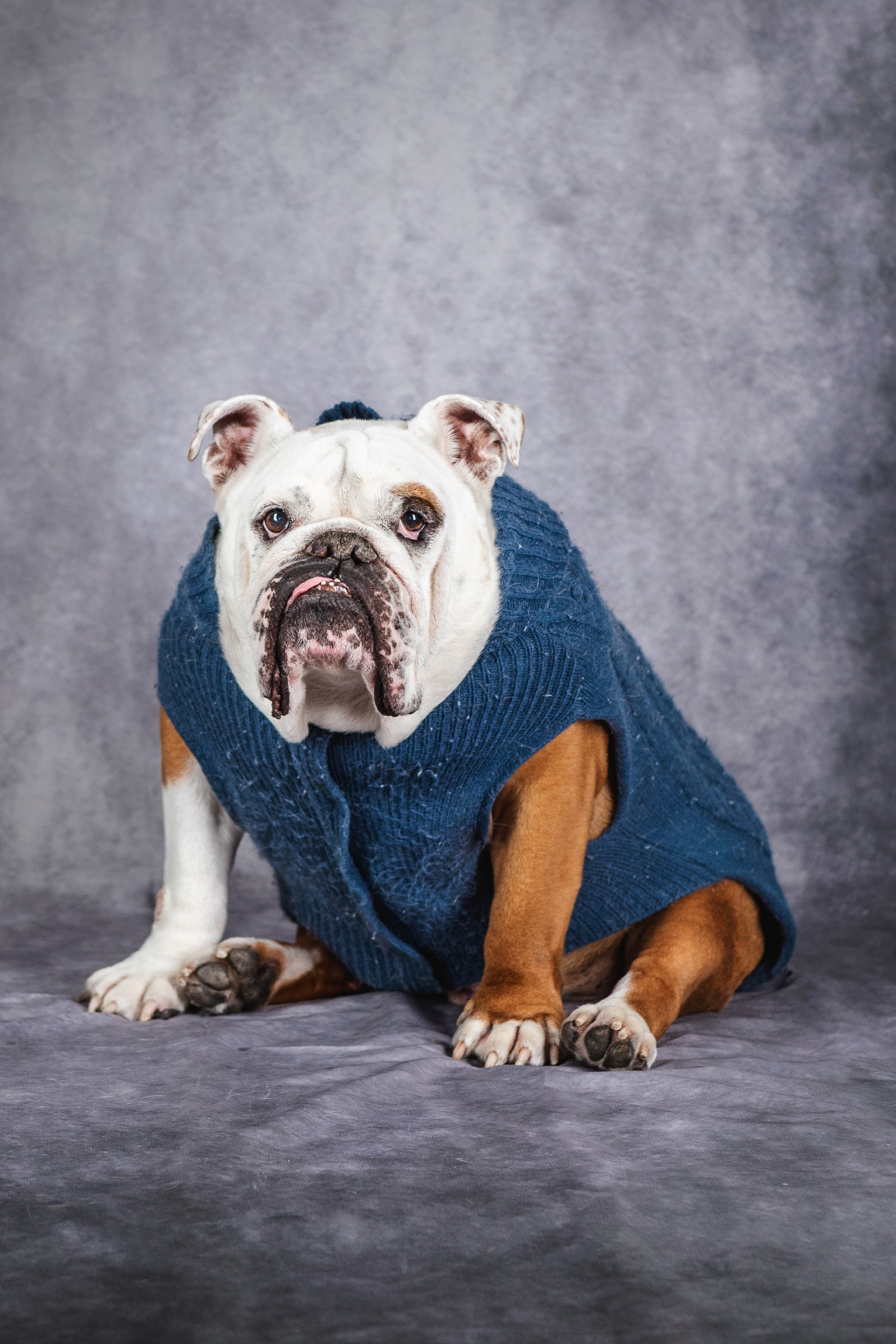 A timeless studio portrait of Rufus, a senior British Bulldog, showcasing his gentle expression and unique personality. Professional senior dog photography helps preserve precious memories of beloved companions during their golden years. PHOTO BY PAW