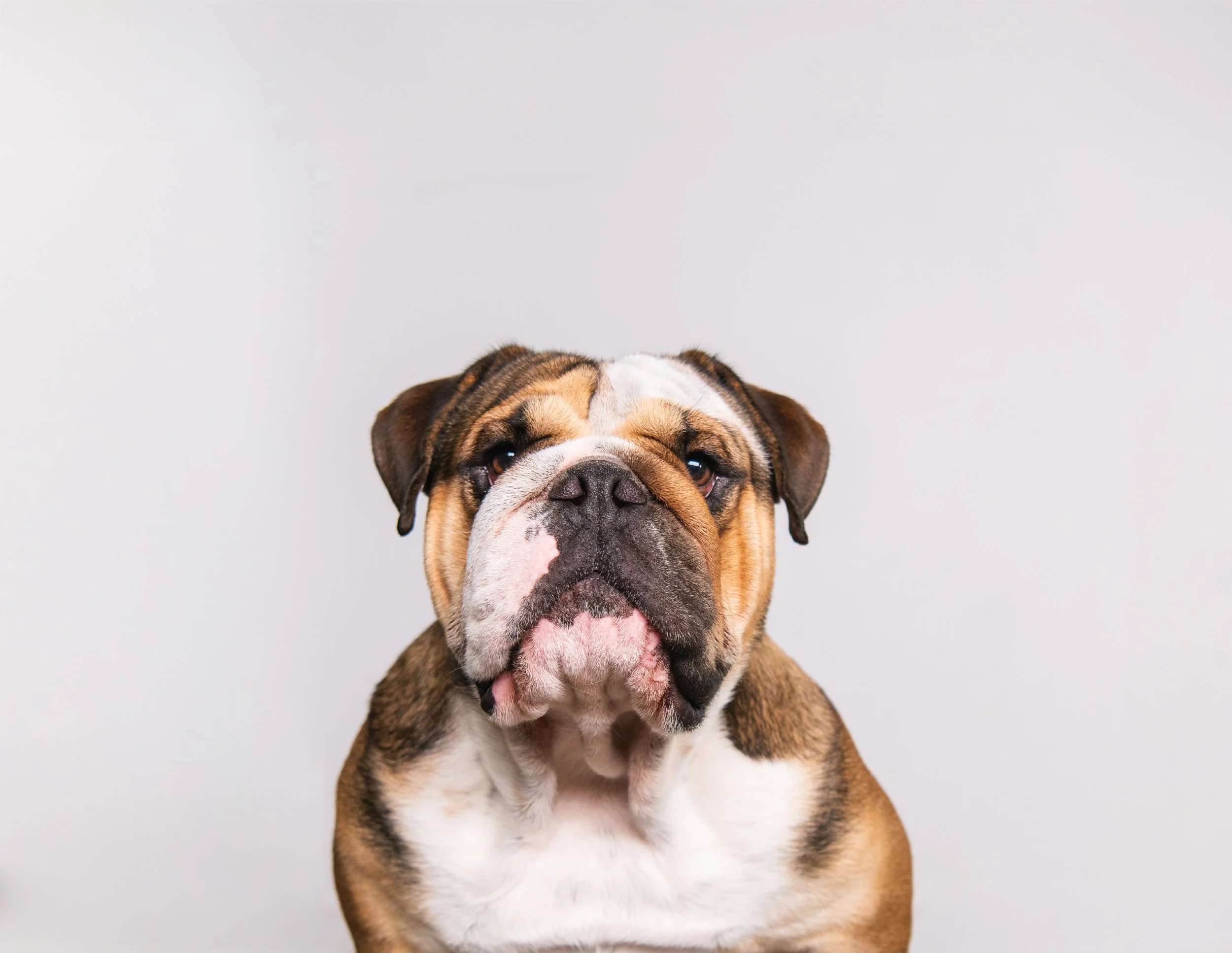 Professional dog portraits by Gold Coast pet photographer Pawtistic Media.